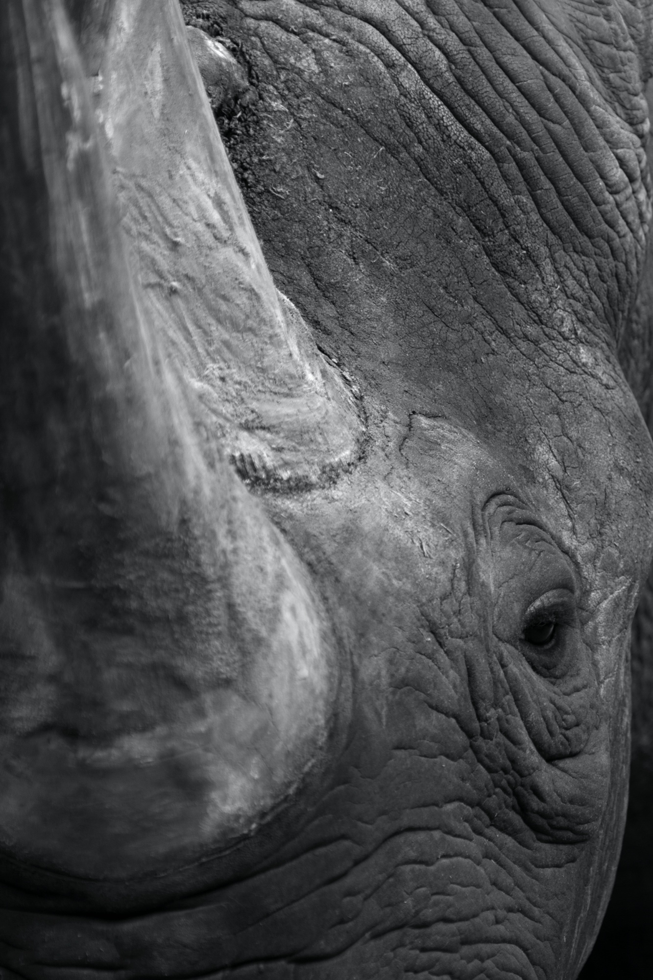 Nashorn (Zoo Berlin)