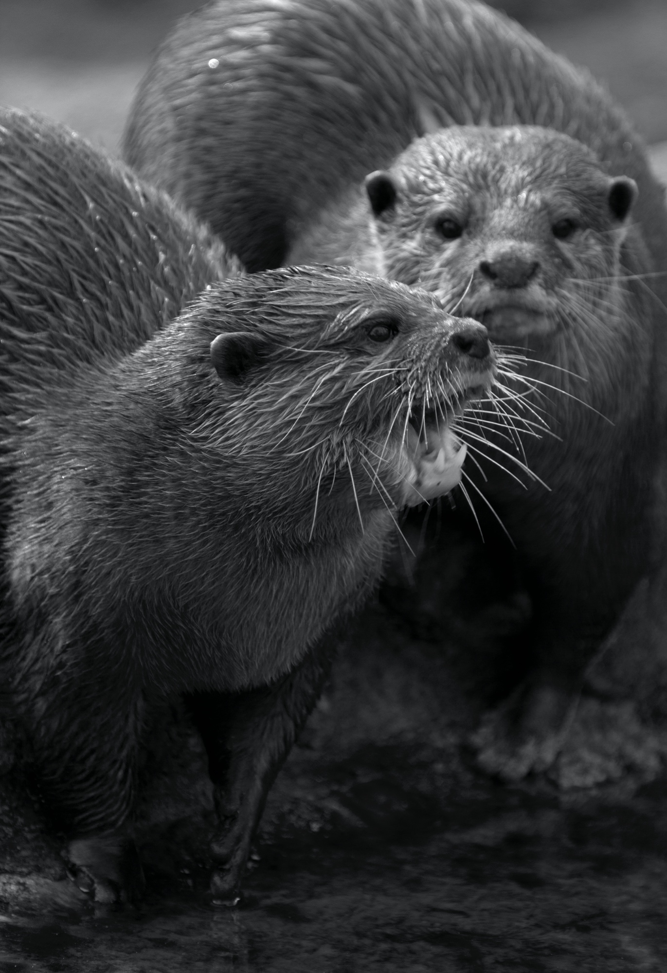 Zwergotter- Rufe (Zoo Berlin)