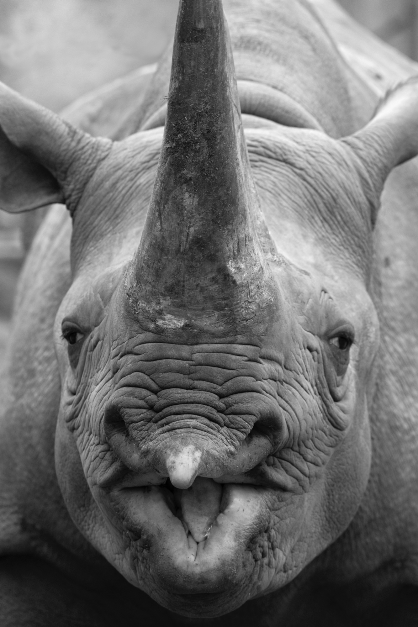 Das spitze Maul eines Spitzmaulnashorns