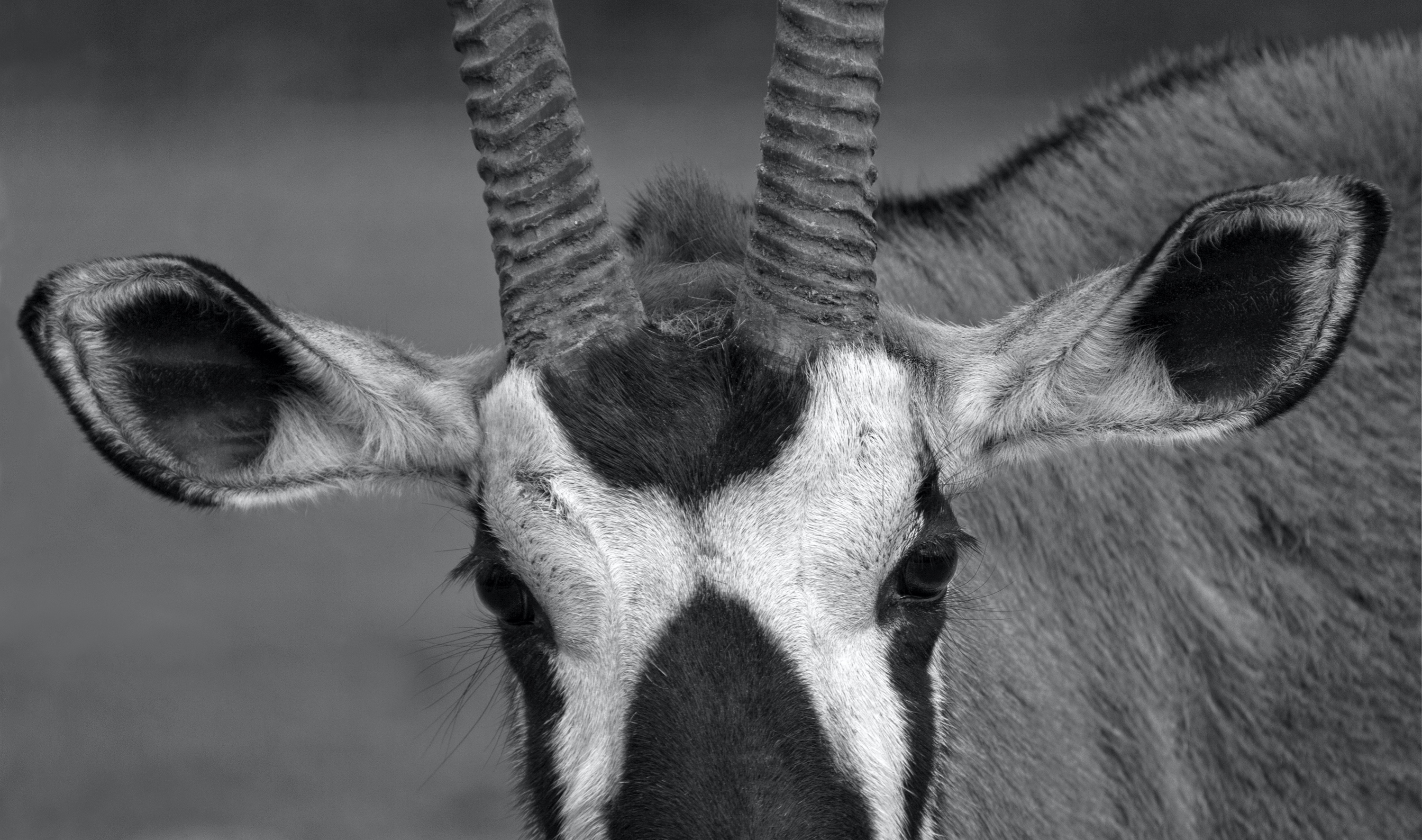 Oryx-Antilope (Zoo Berlin)