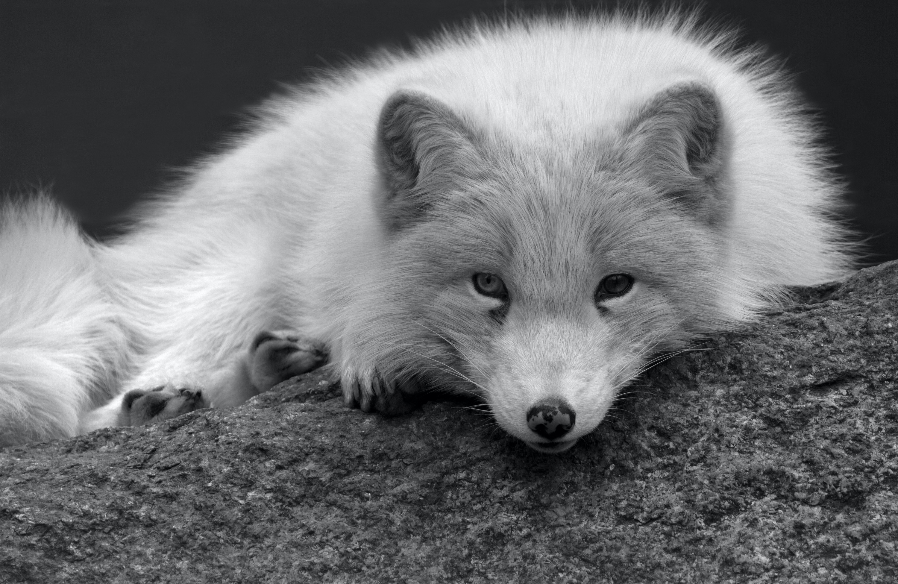 Polarfuchs (Zoo Berlin)