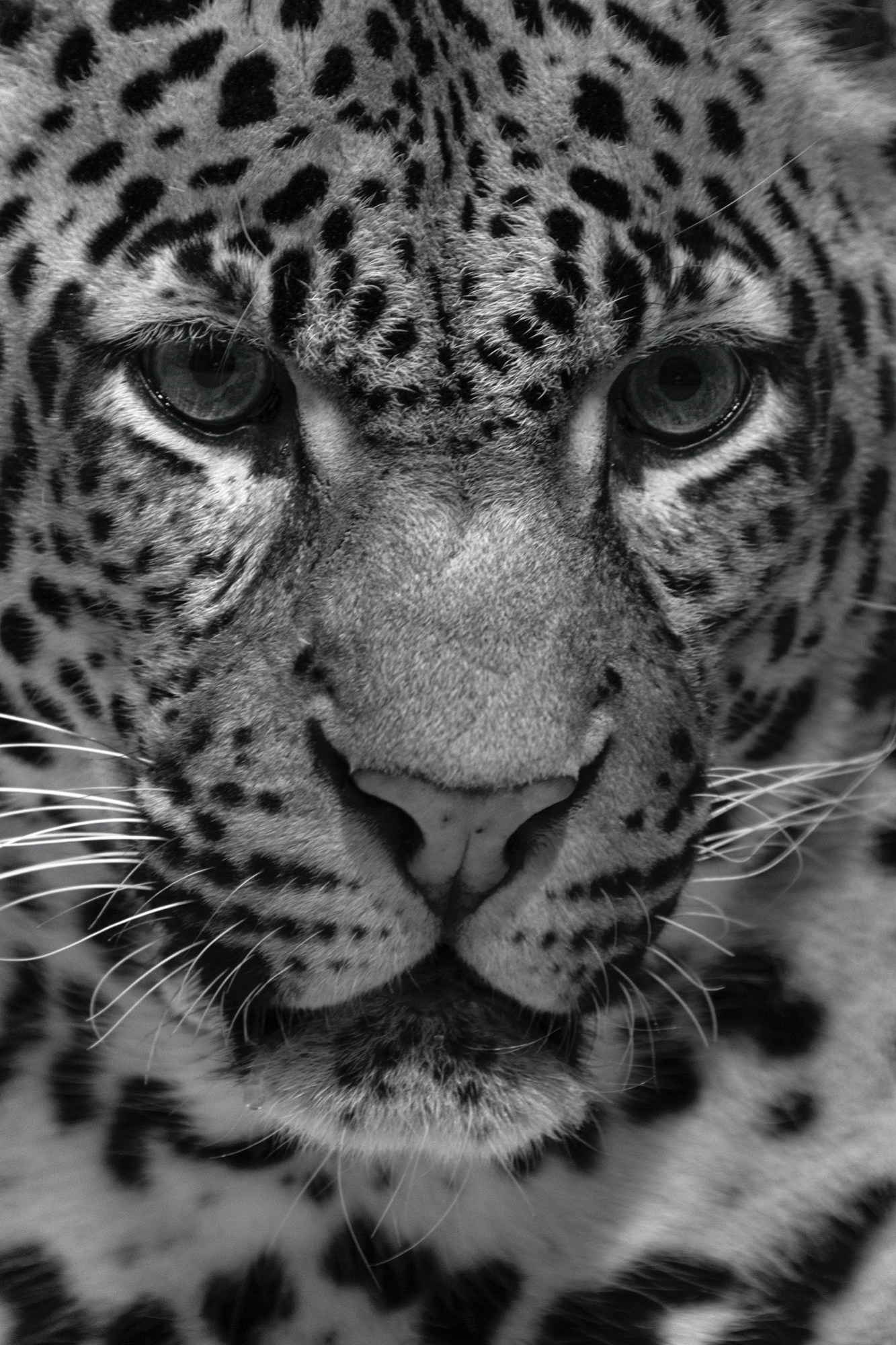 Leopard (Zoo Berlin)