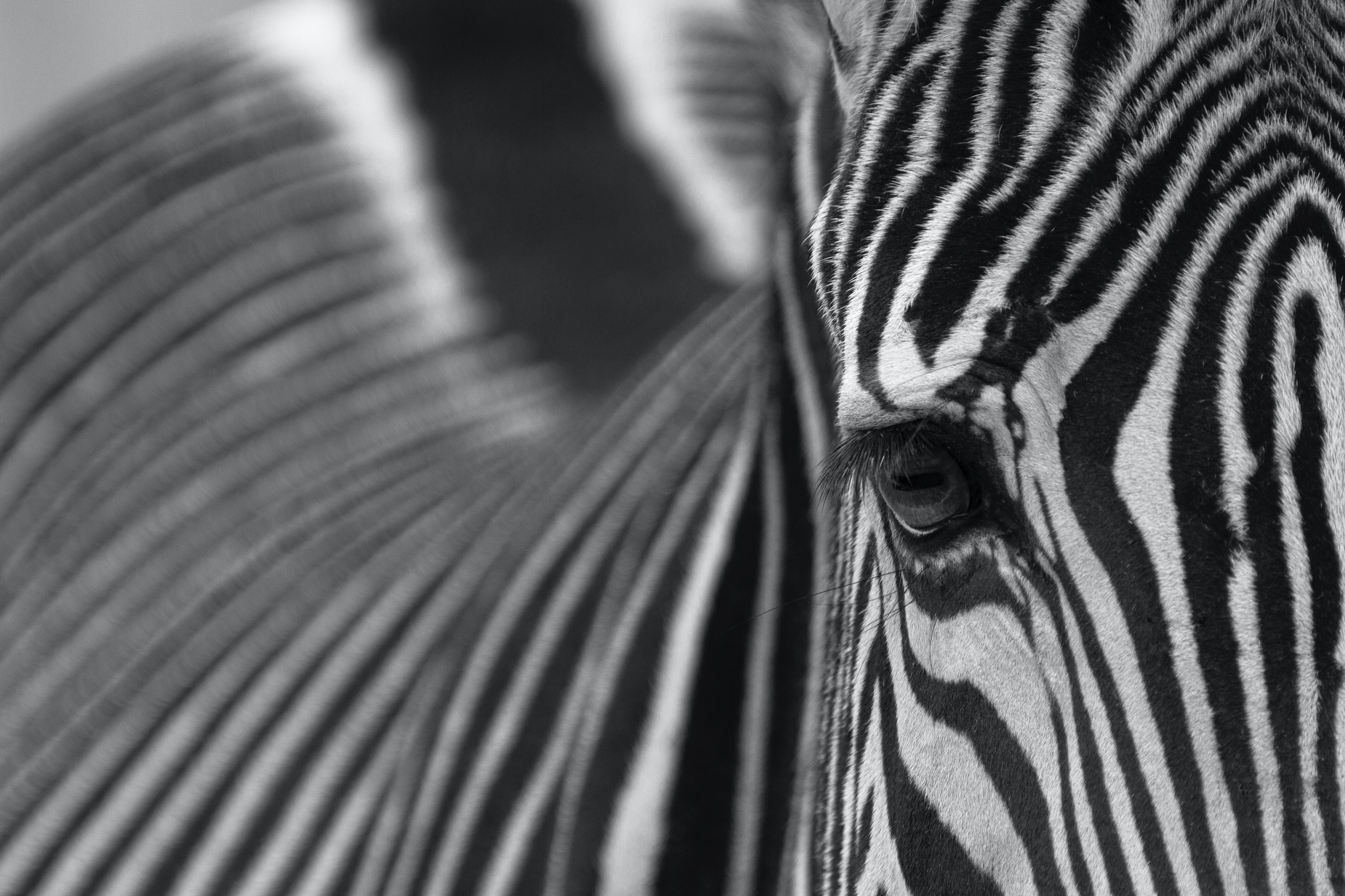 Zebra (Zoo Berlin)