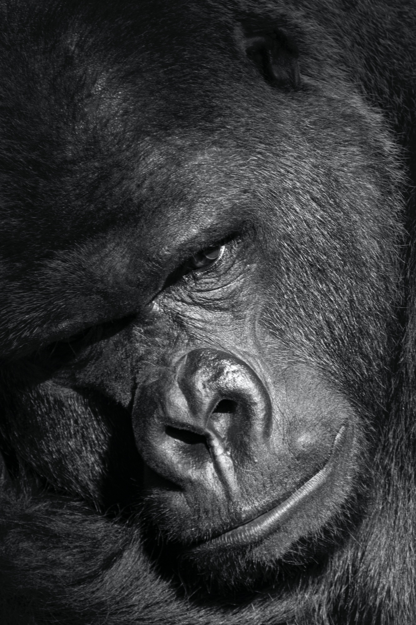 Gorilla (Zoo Berlin)