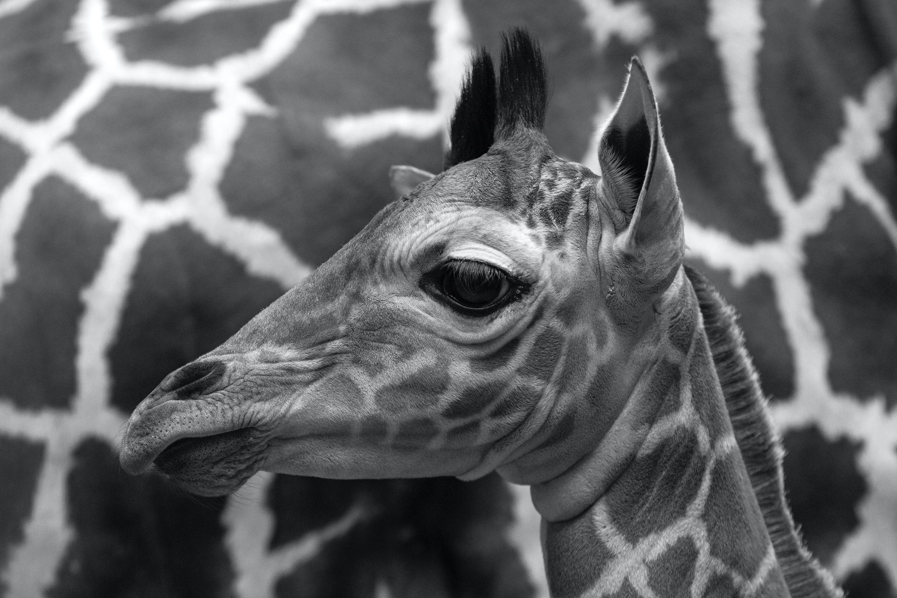 Giraffenjunges (Zoo Berlin)