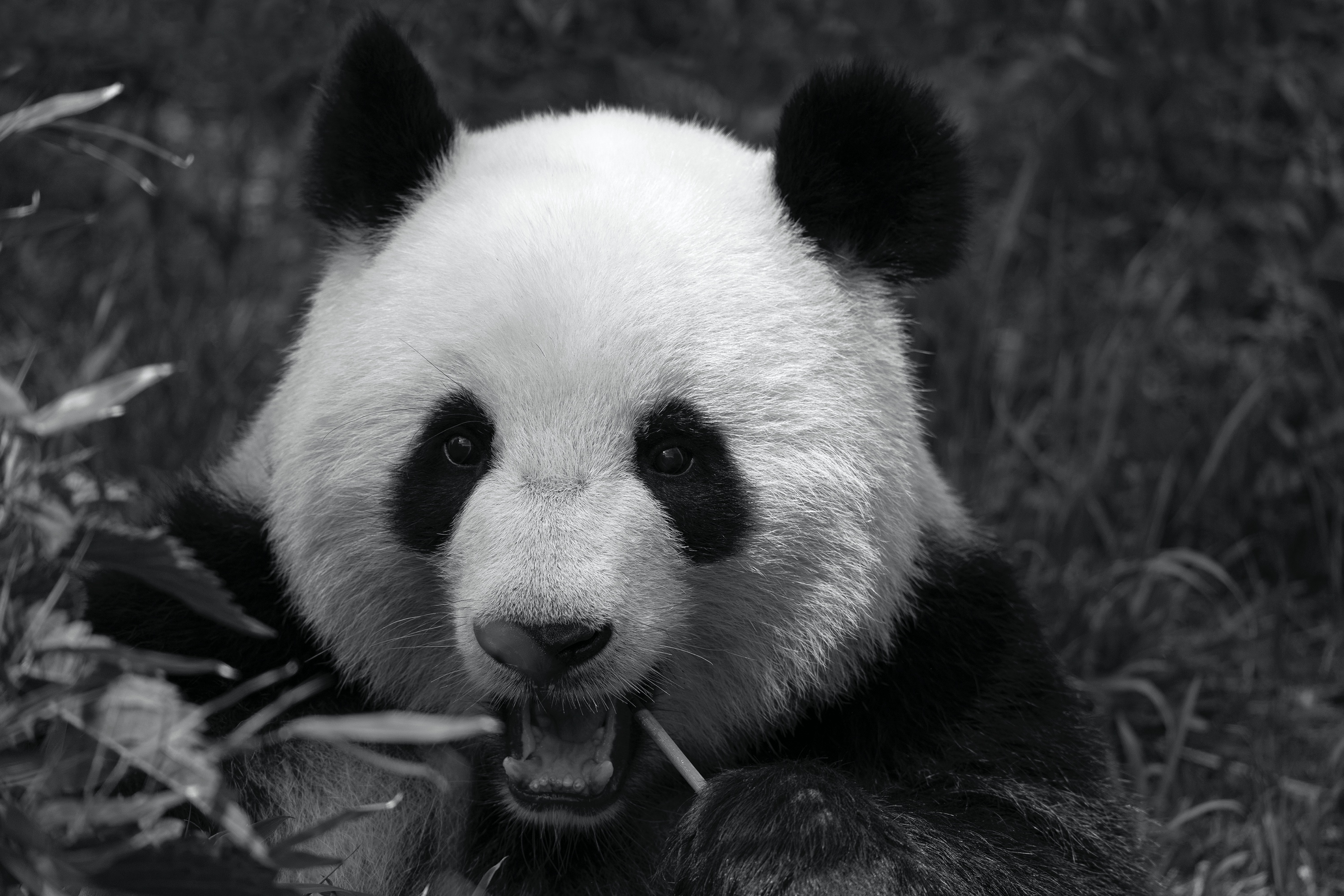 Panda-Dame Meng Meng (Zoo Berlin)
