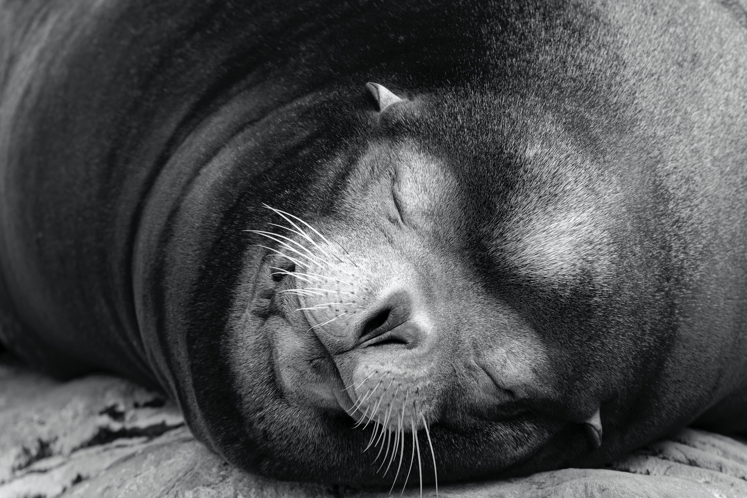 schöne Träume (Zoo Berlin)