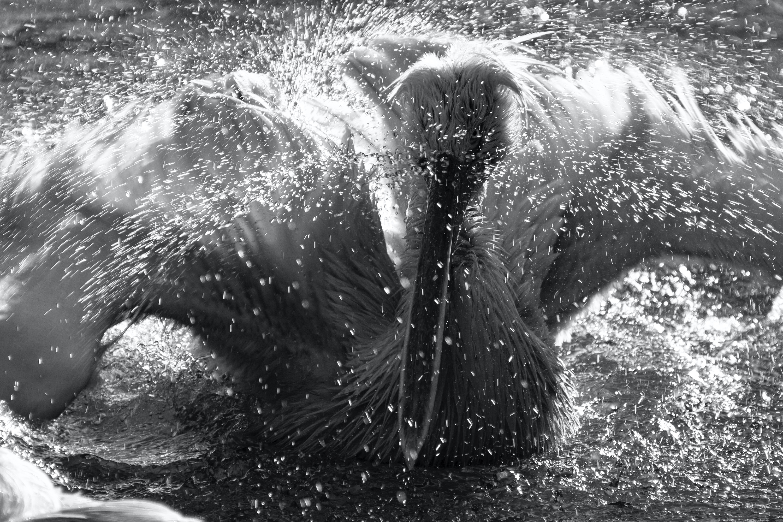 Pelikan (Zoo Berlin)