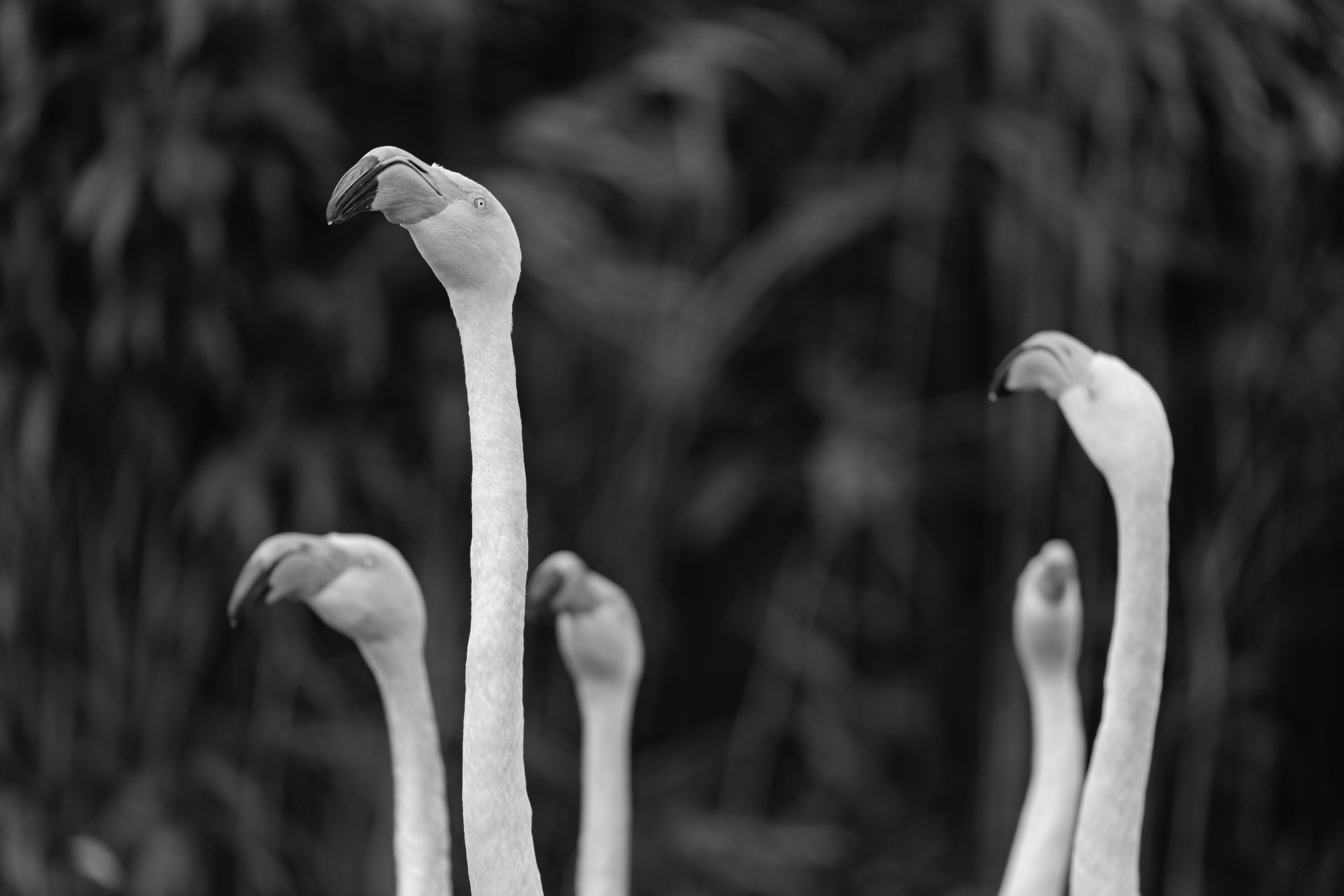 Flamingos (Zoo Berlin)