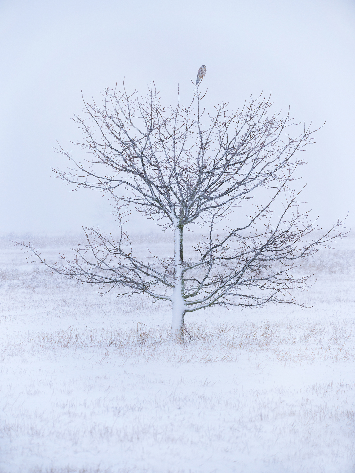 Heute schneite es ...