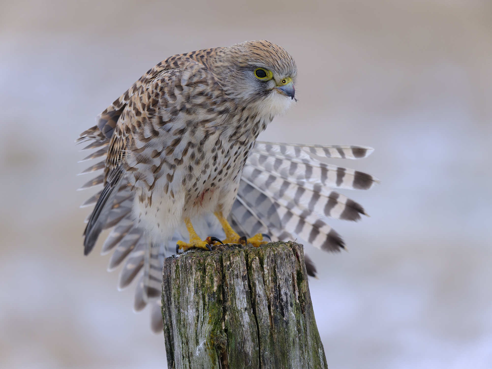 Bei dem nasskalten ...