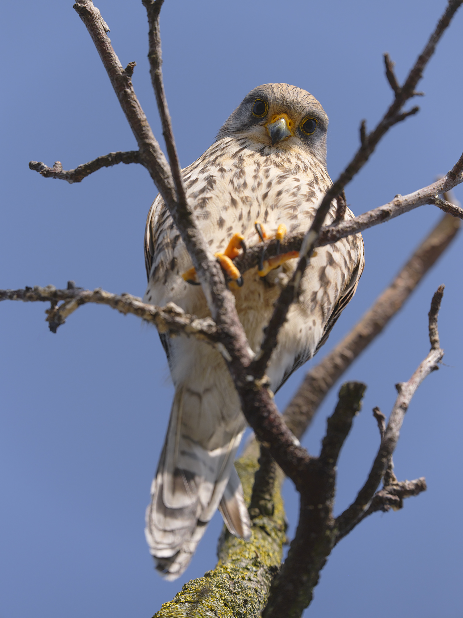 Nene, der Spruch passt nicht!