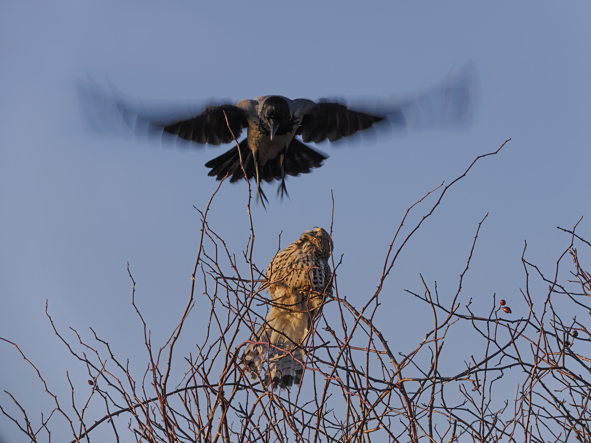 Angriff, und das ...