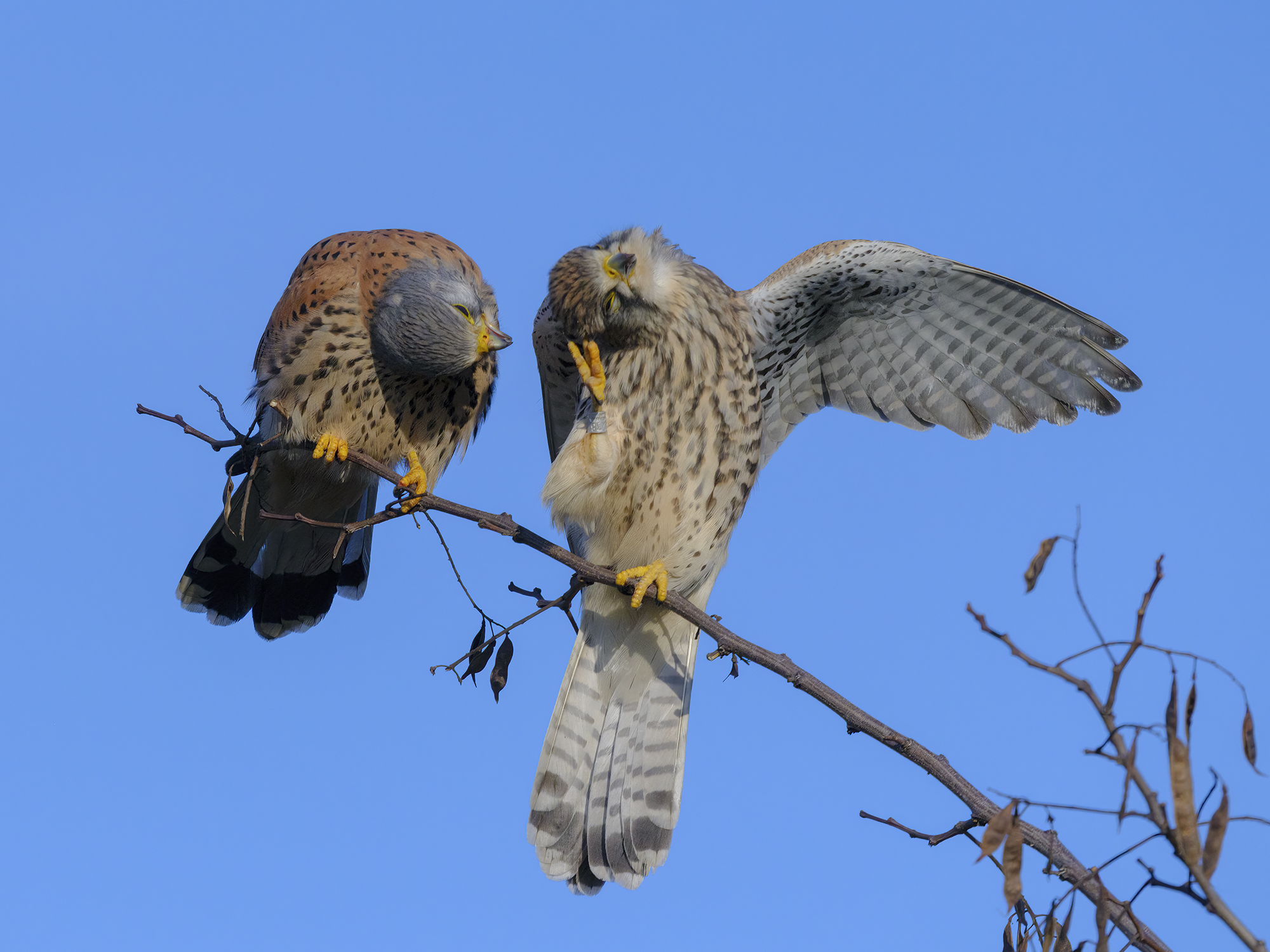 Die beiden haben spaß!