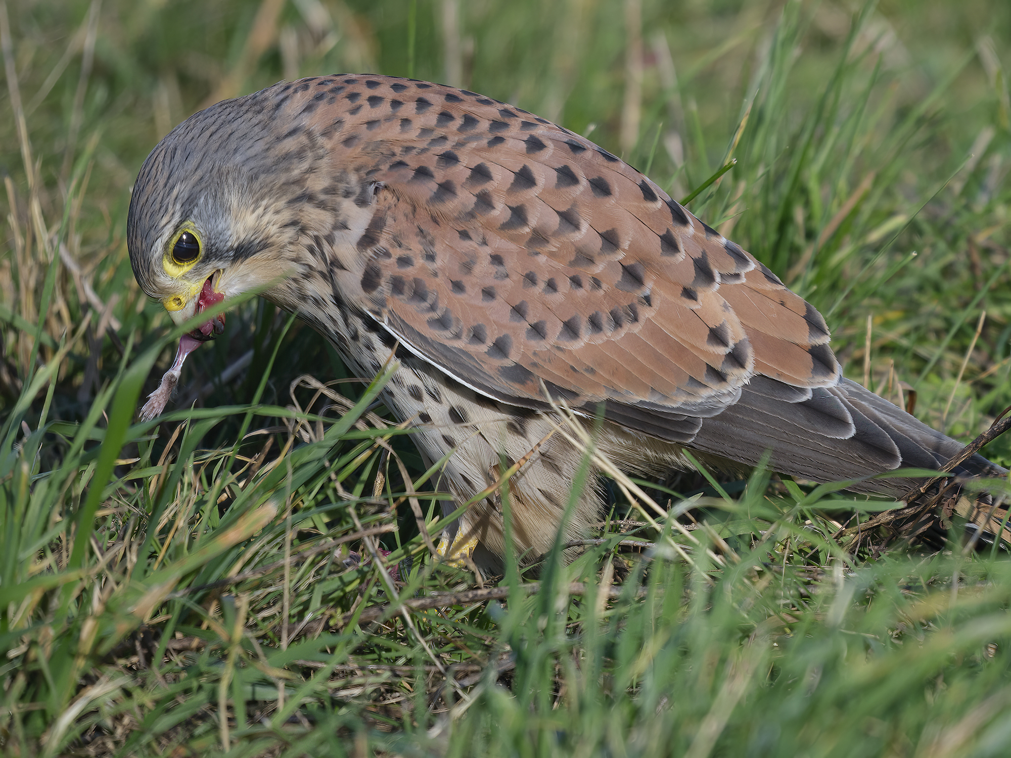 Da die Mäusepfote ...
