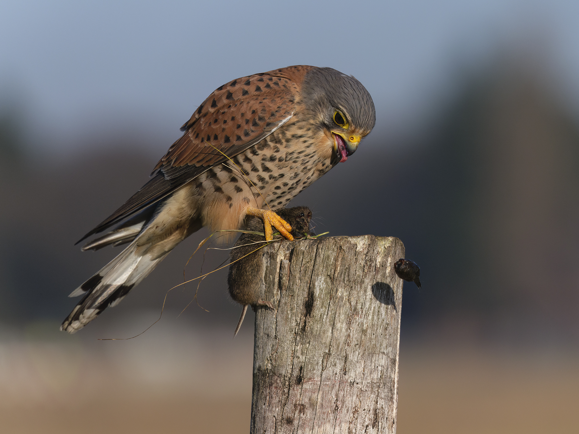 Raus mit dem Gewölle.