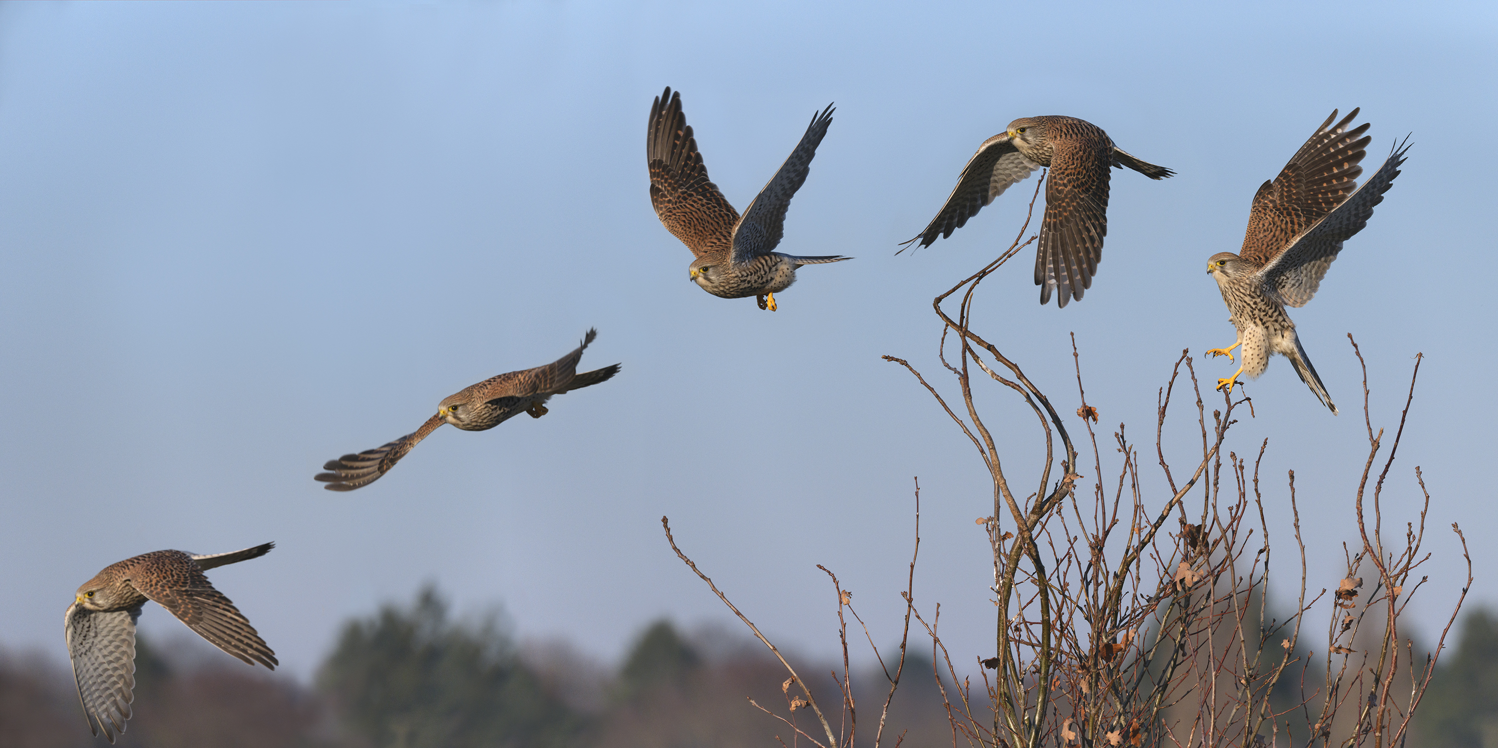 Startsequenz eines ...