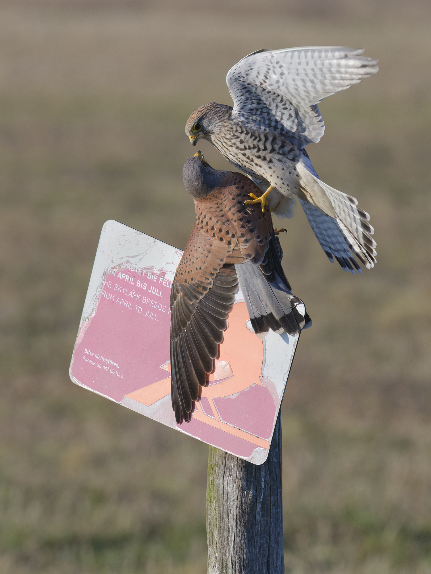 Da haben sich zwei gefunden!
