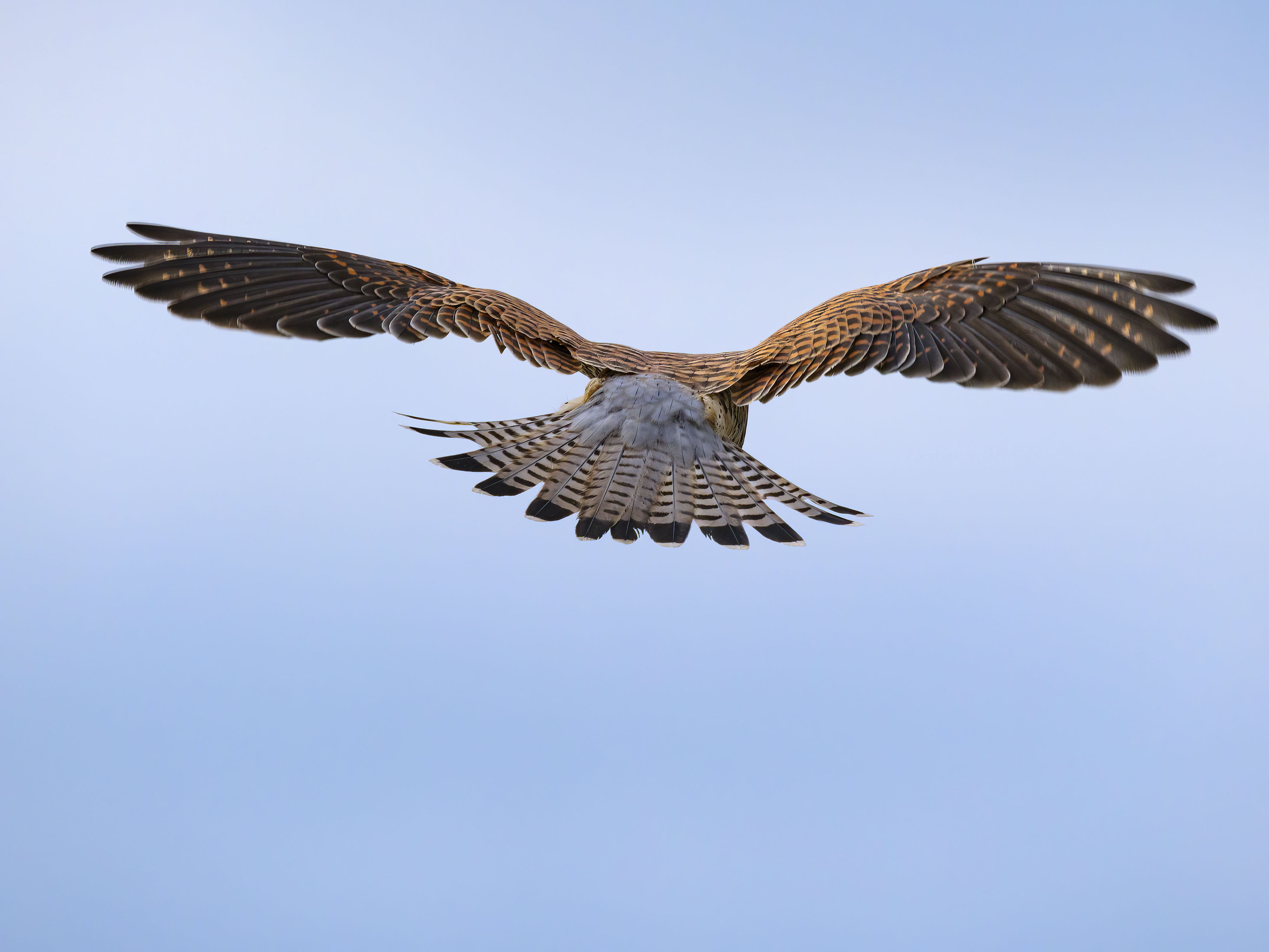 Männliche Turmfalken ...