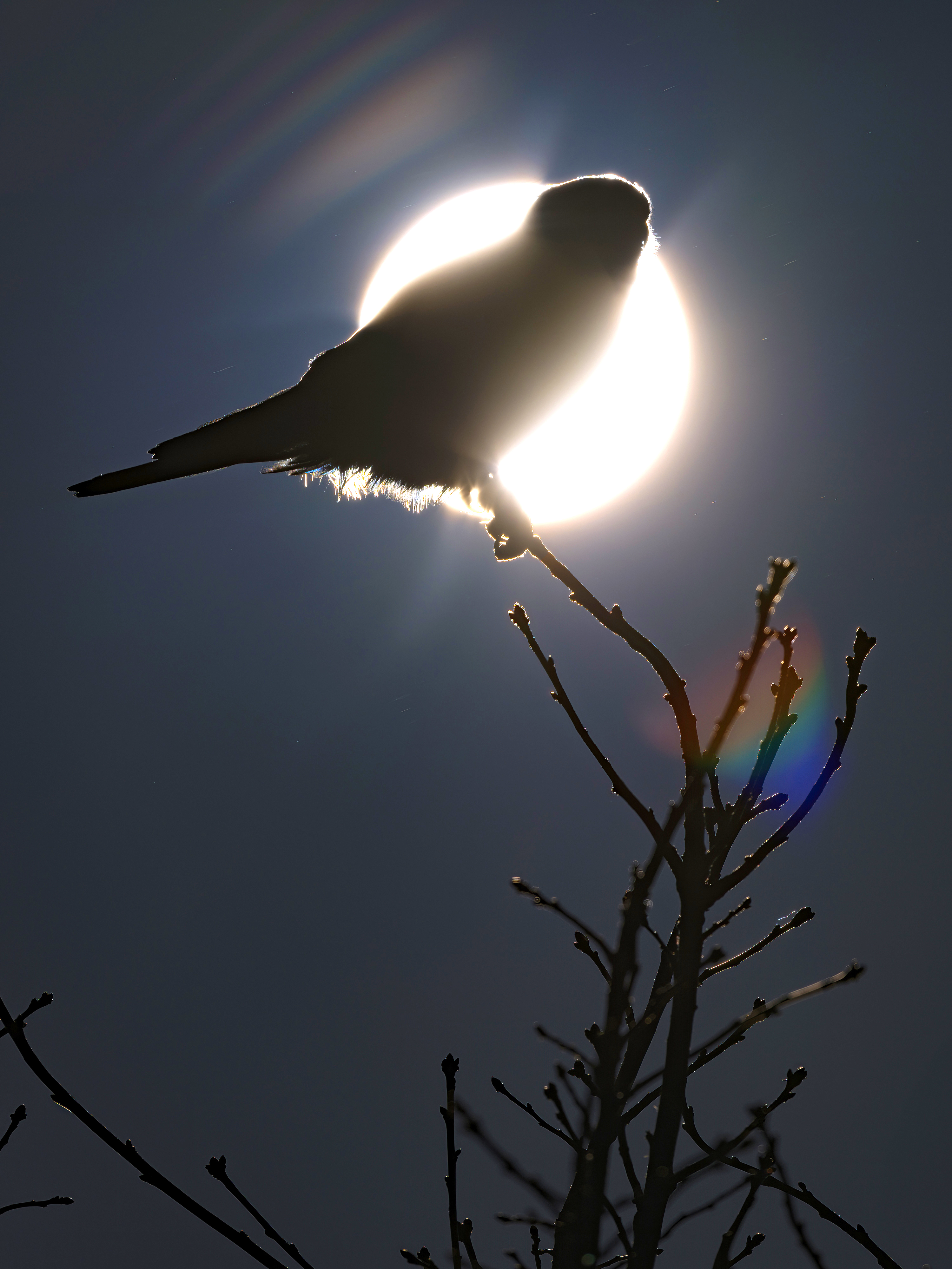 Turmfalke vor der ...