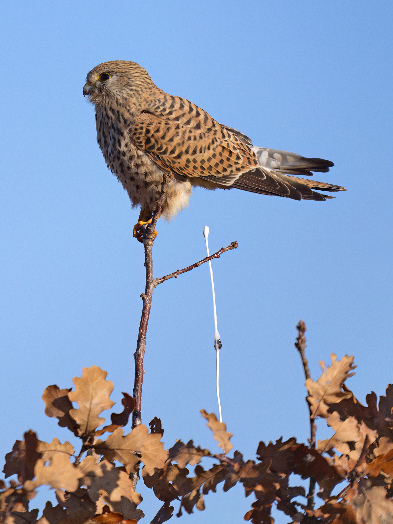Silvesterknallerei ist ...