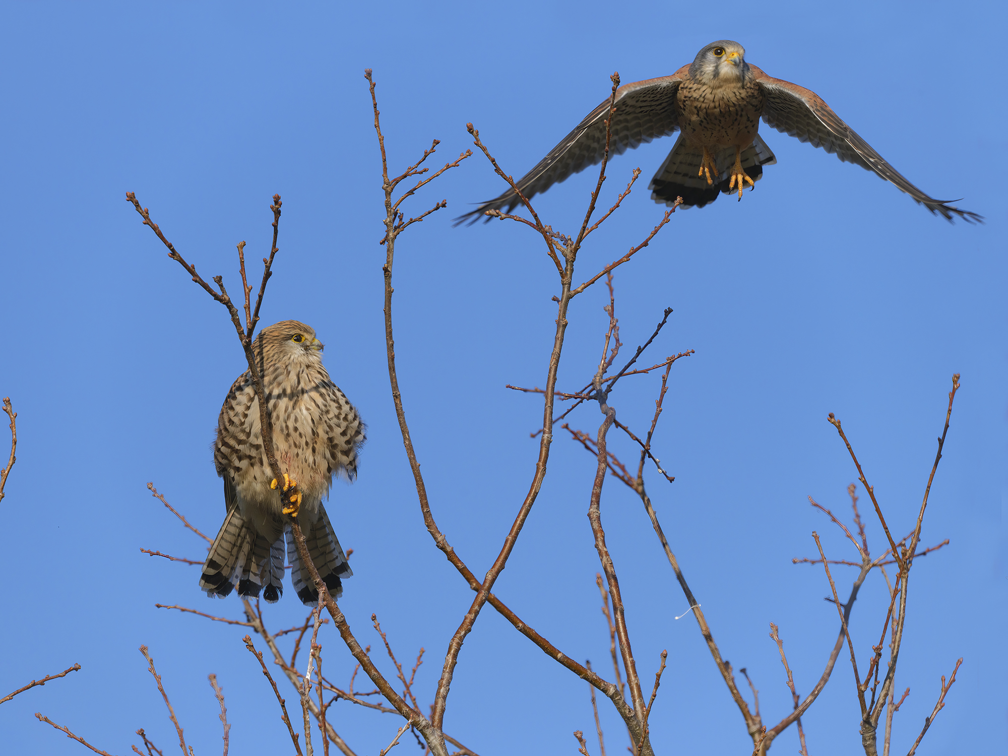 T Feld 22.11.2025 154