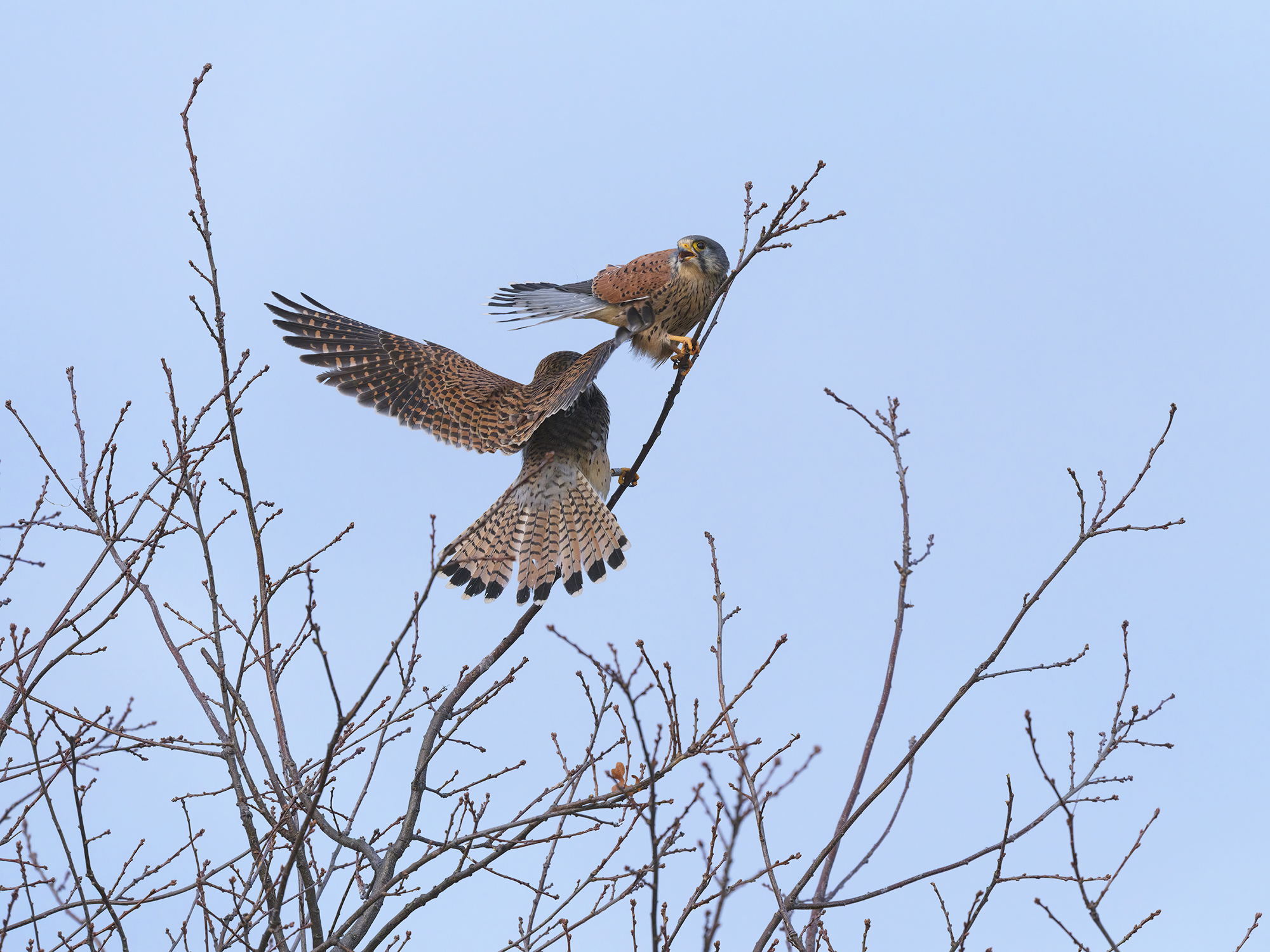 T Feld 25.11.2025 124 B