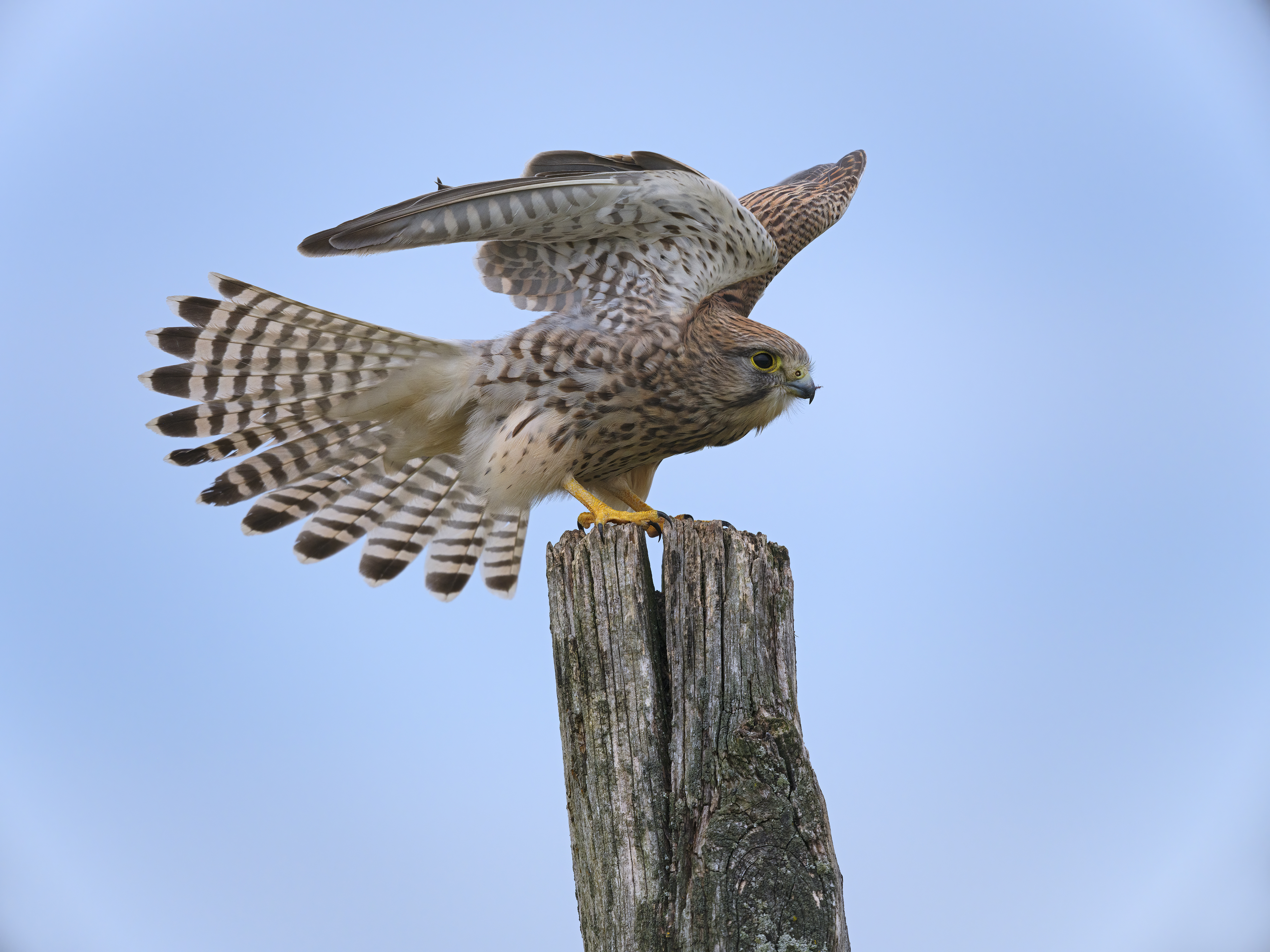 Linker Flügel, check ...