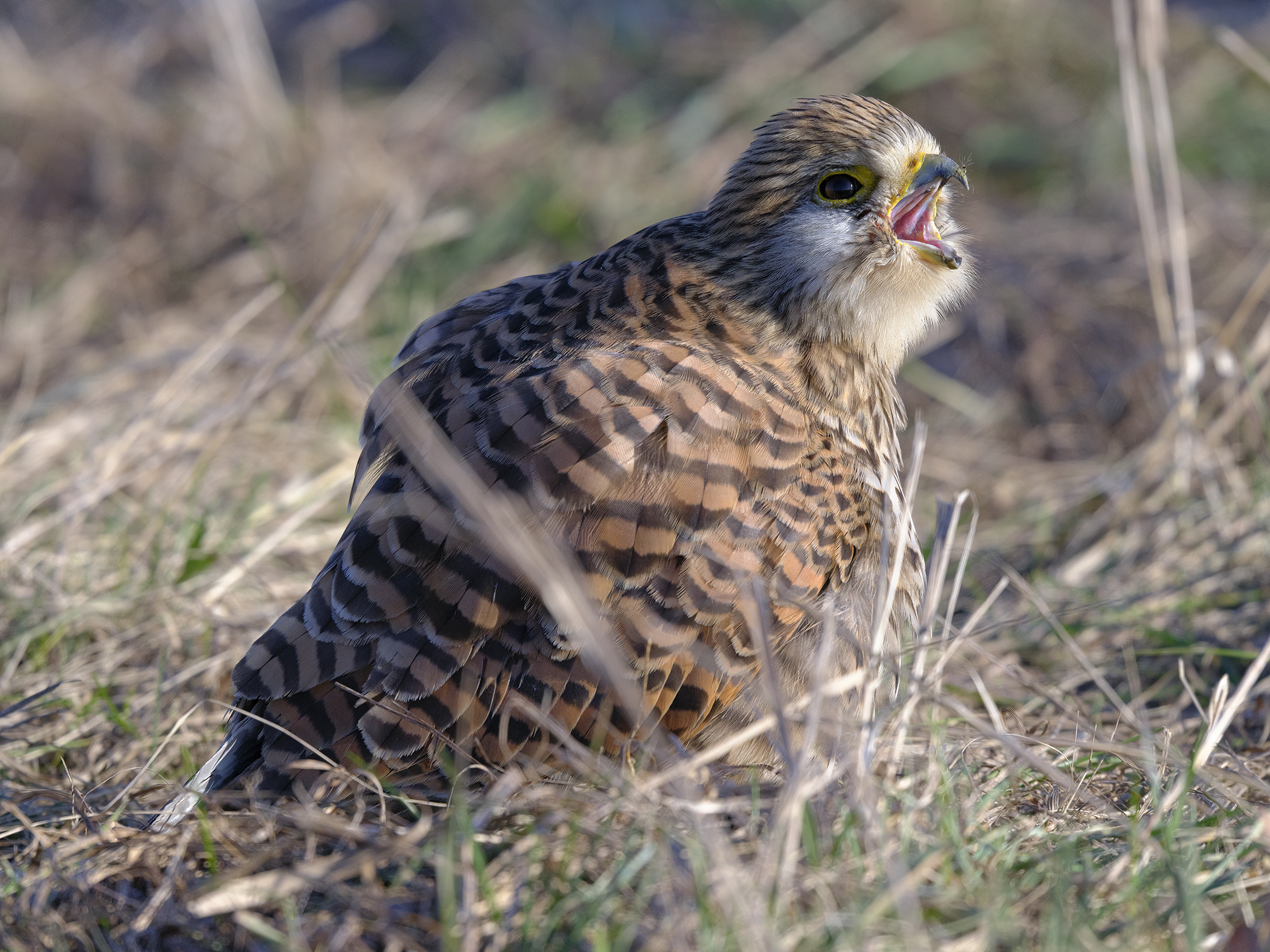 Noch 'n büschen müde?