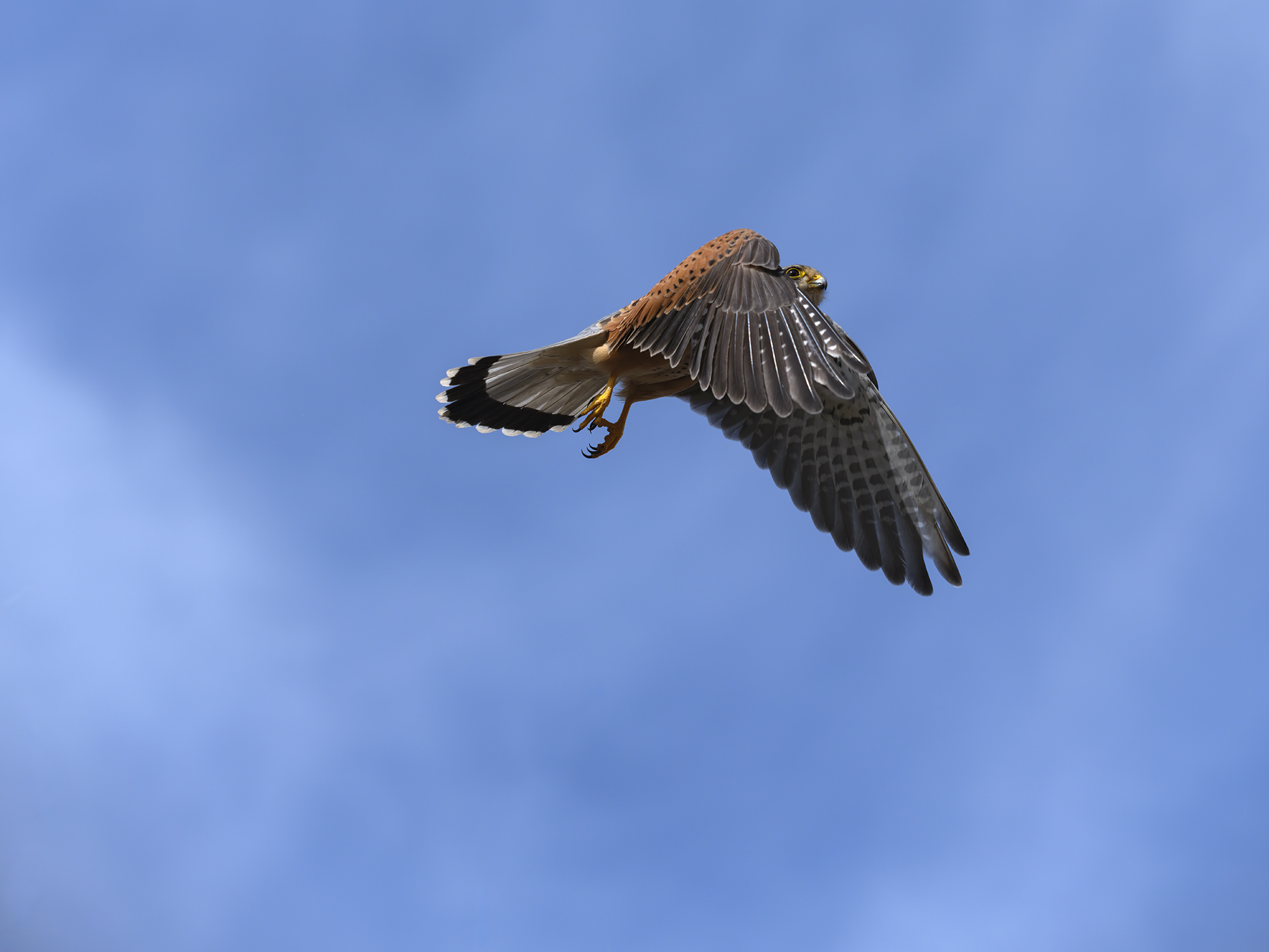 Auf zur nächsten Jagd.