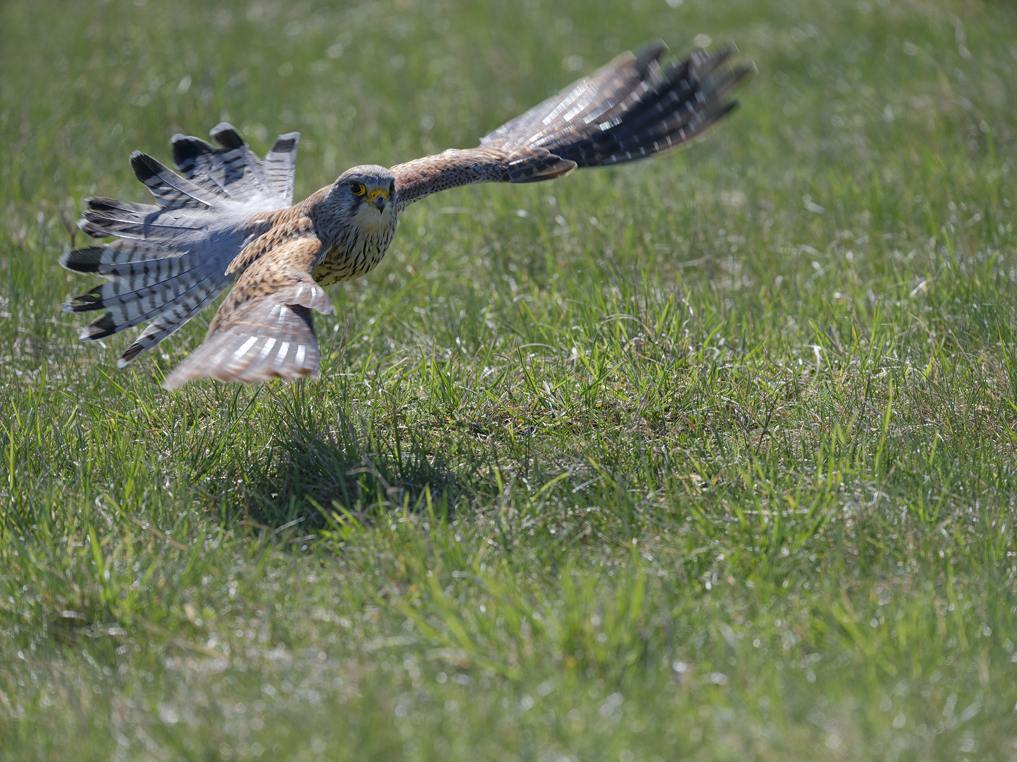 Nachdem der Turmfalke einen Regenwurm gefressen hat, geht es wieder zurück auf den Baum, von wo er gestartet ist.