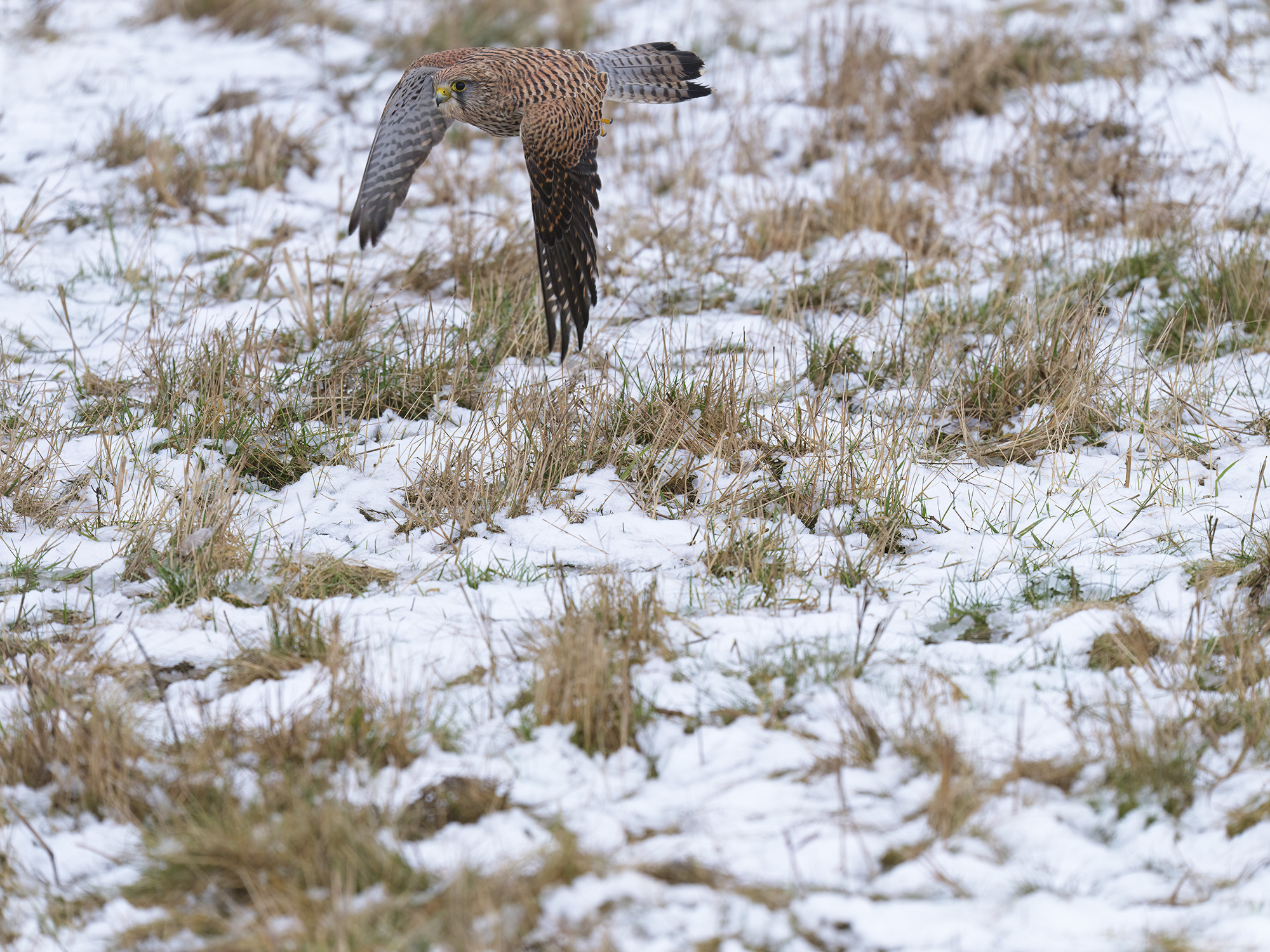 Der Schnee macht das ...