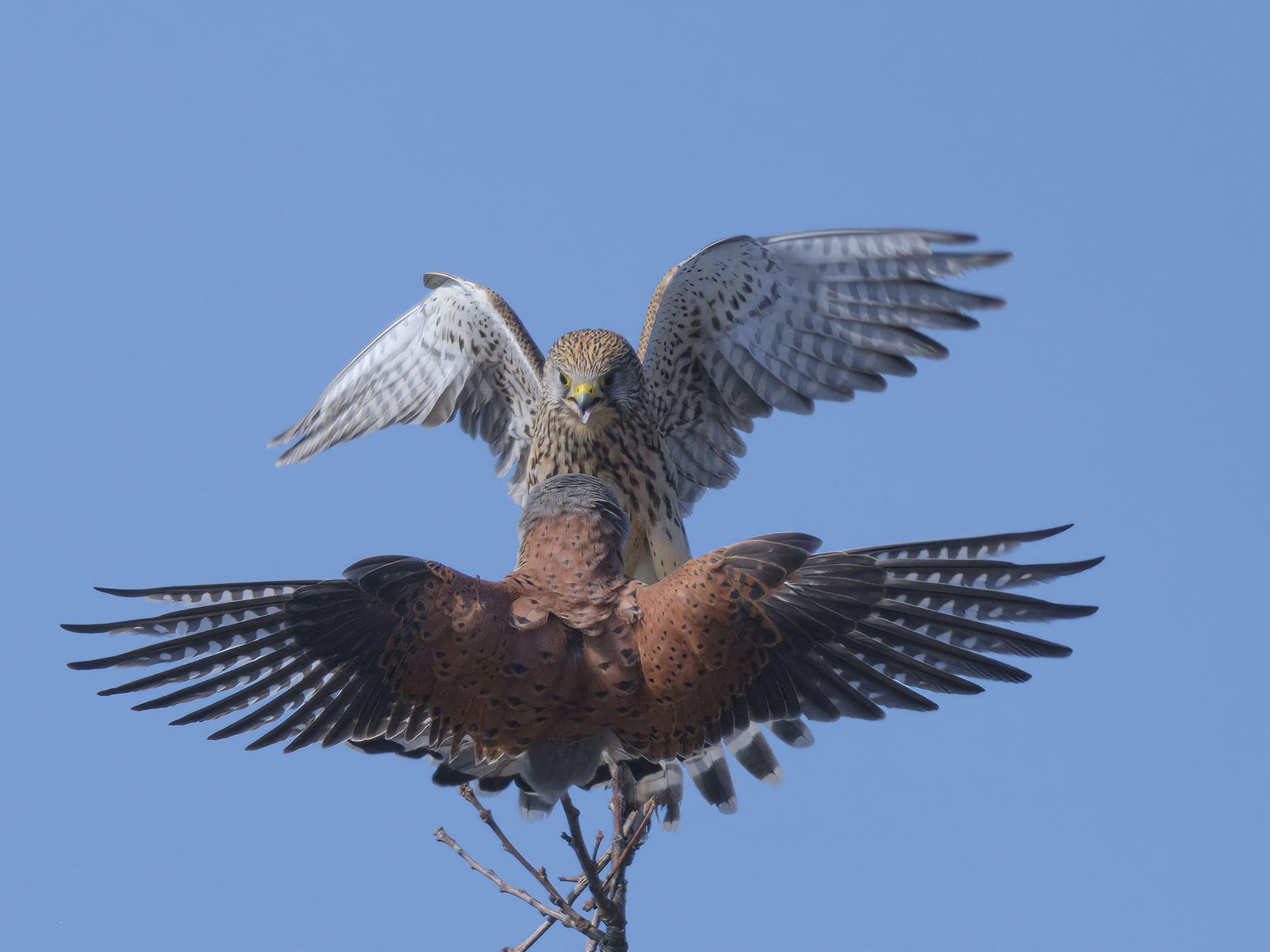 Was machst du auf meinem Ast?