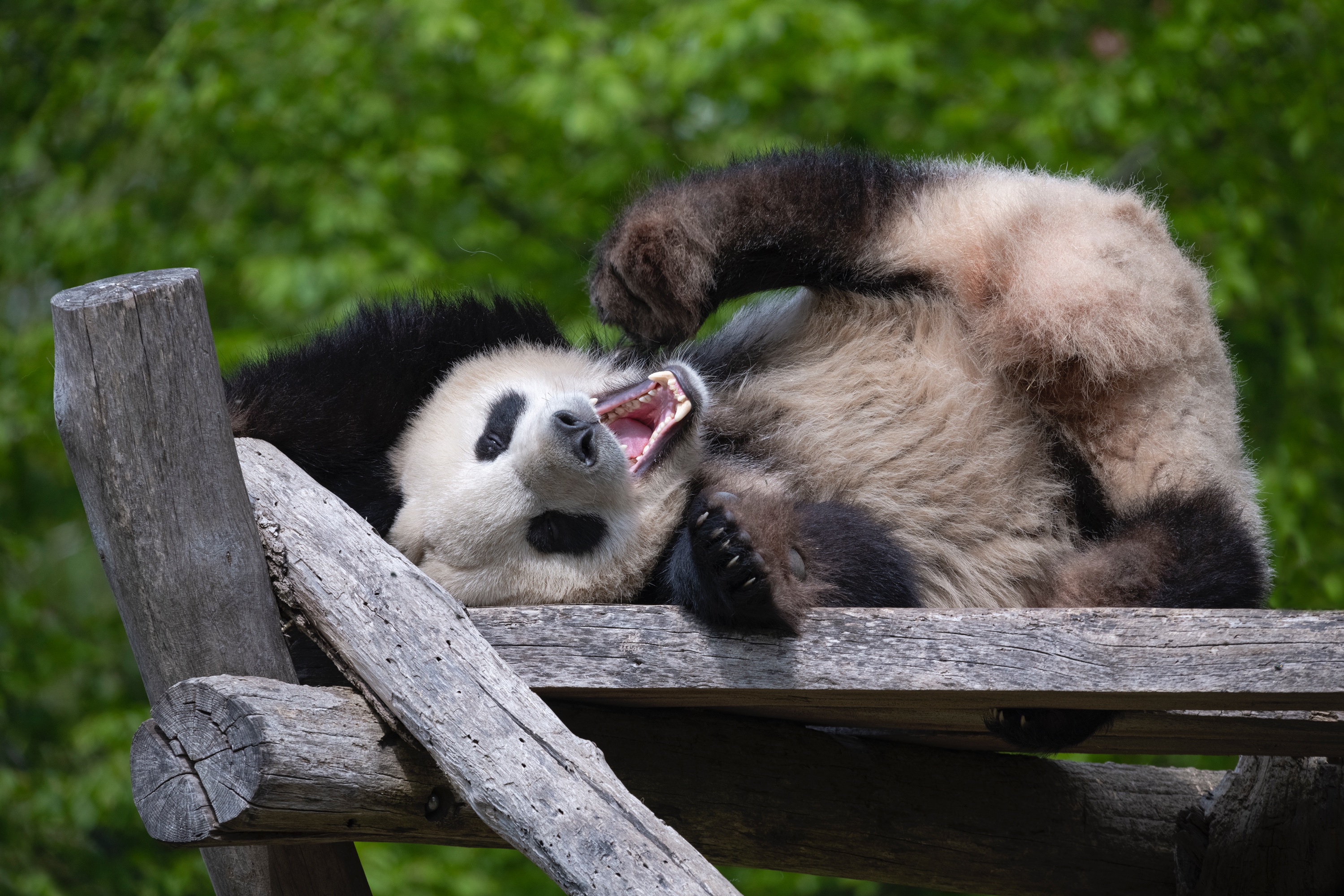 Fuji1 04.05.2022 040