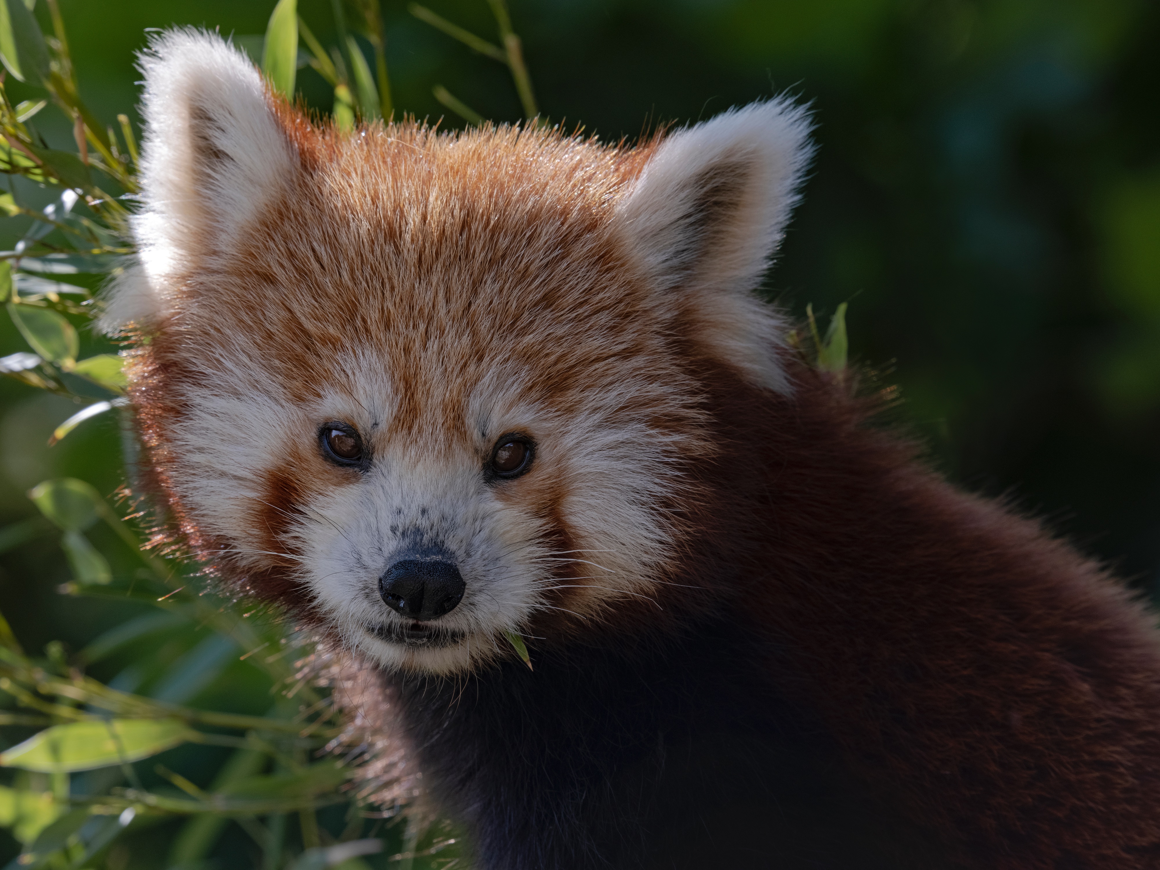 Fuji1 25.05.2022 093