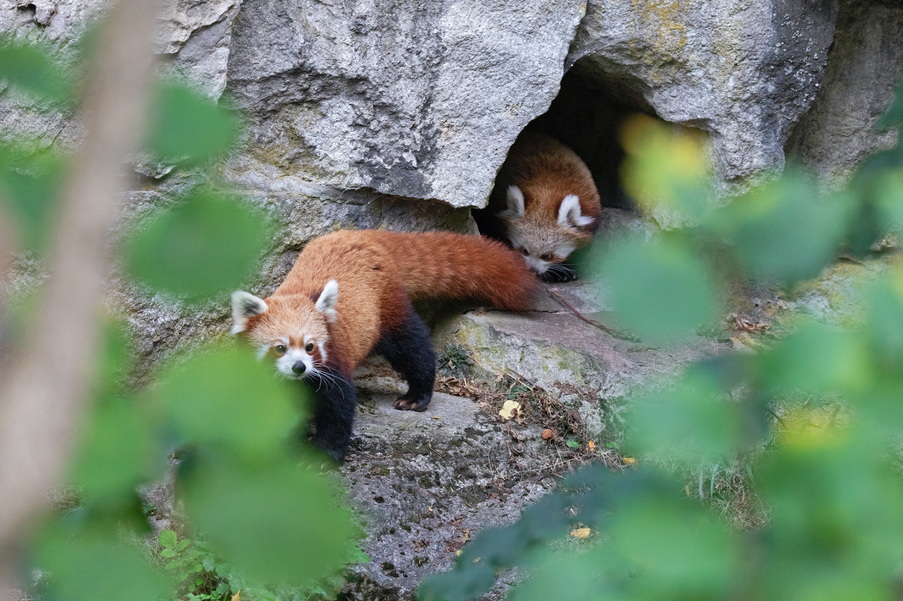 Tierpark 04.10.2020 093