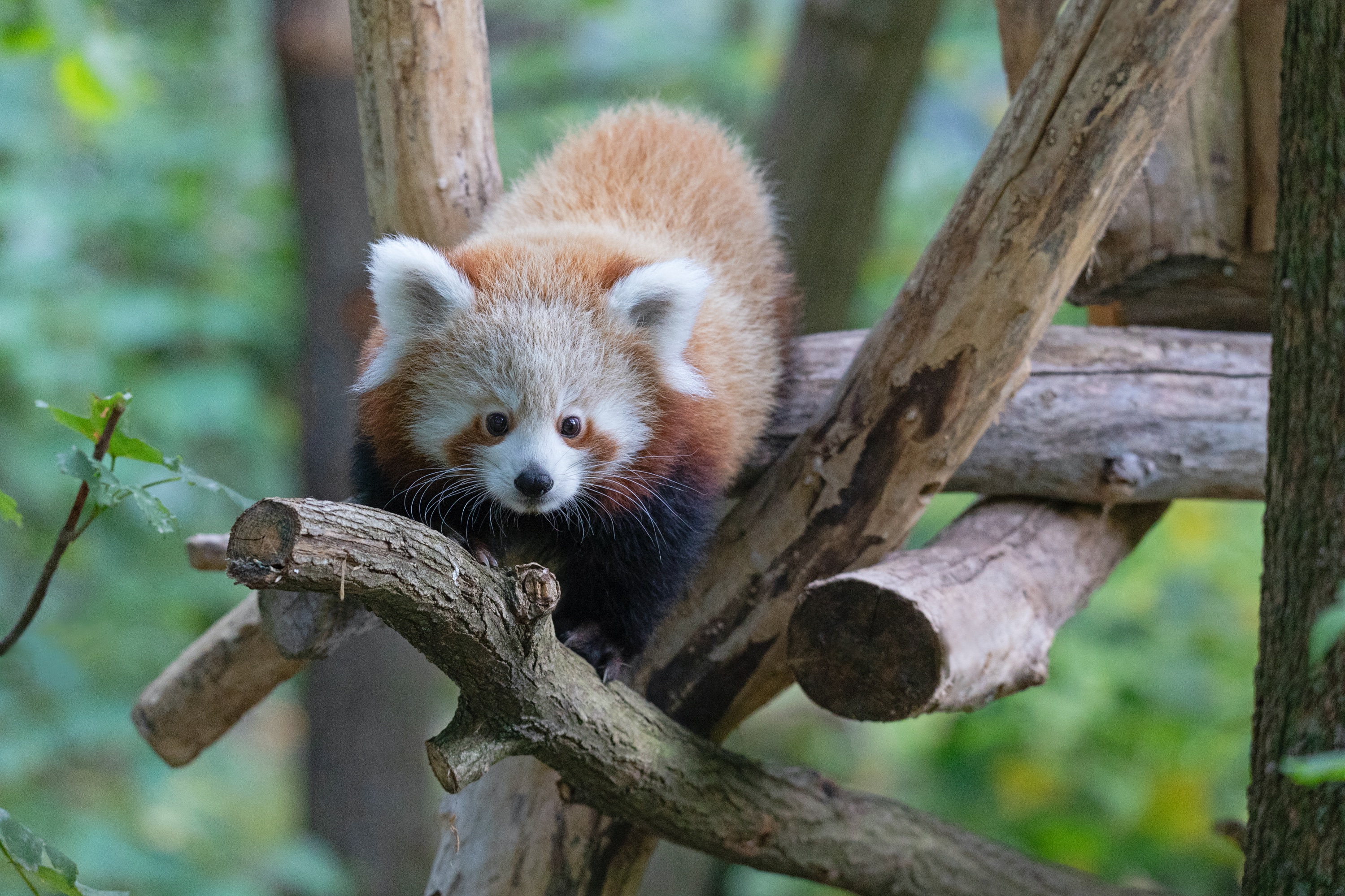 Tierpark 04.10.2020 100