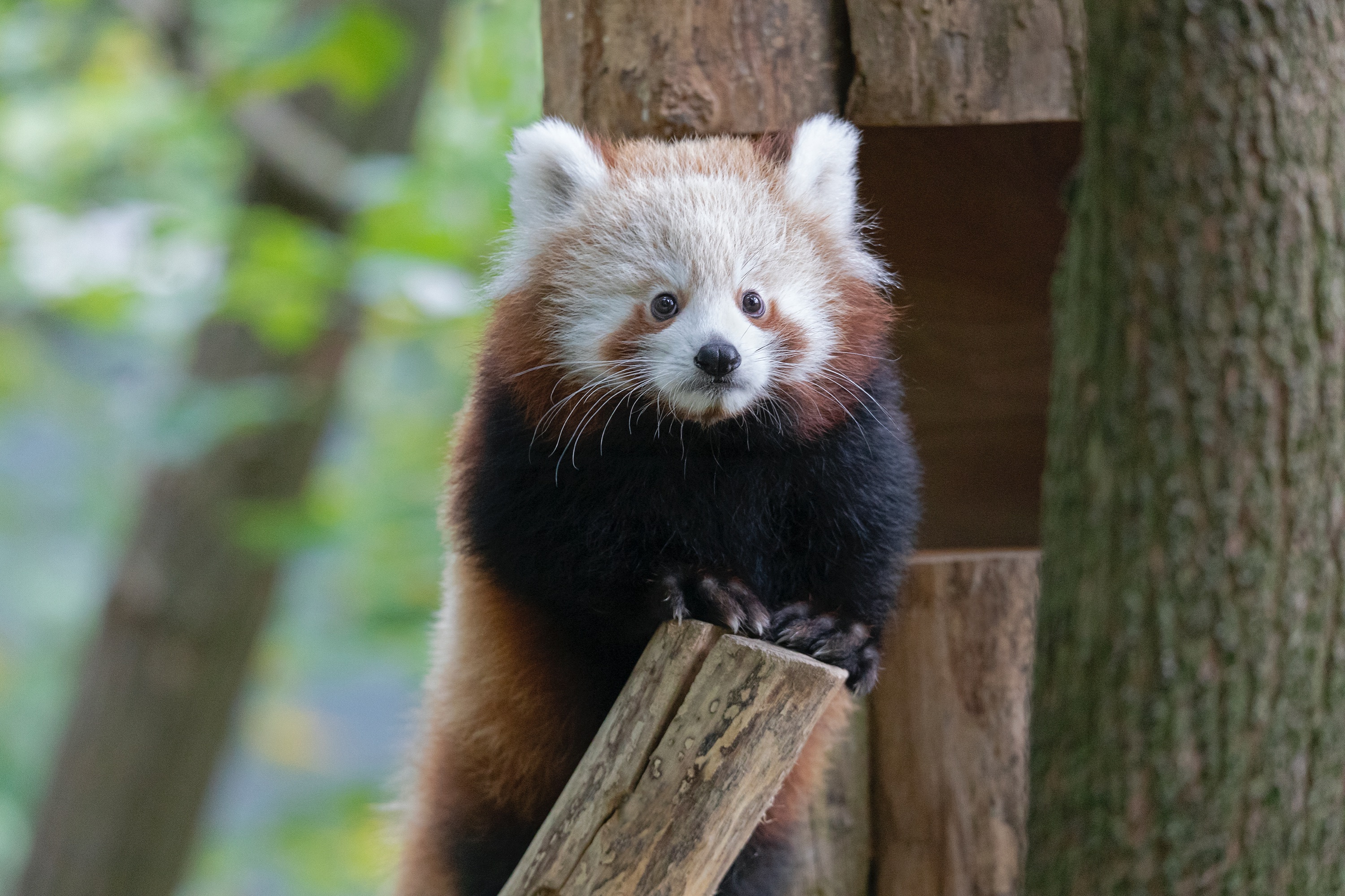Tierpark 04.10.2020 104