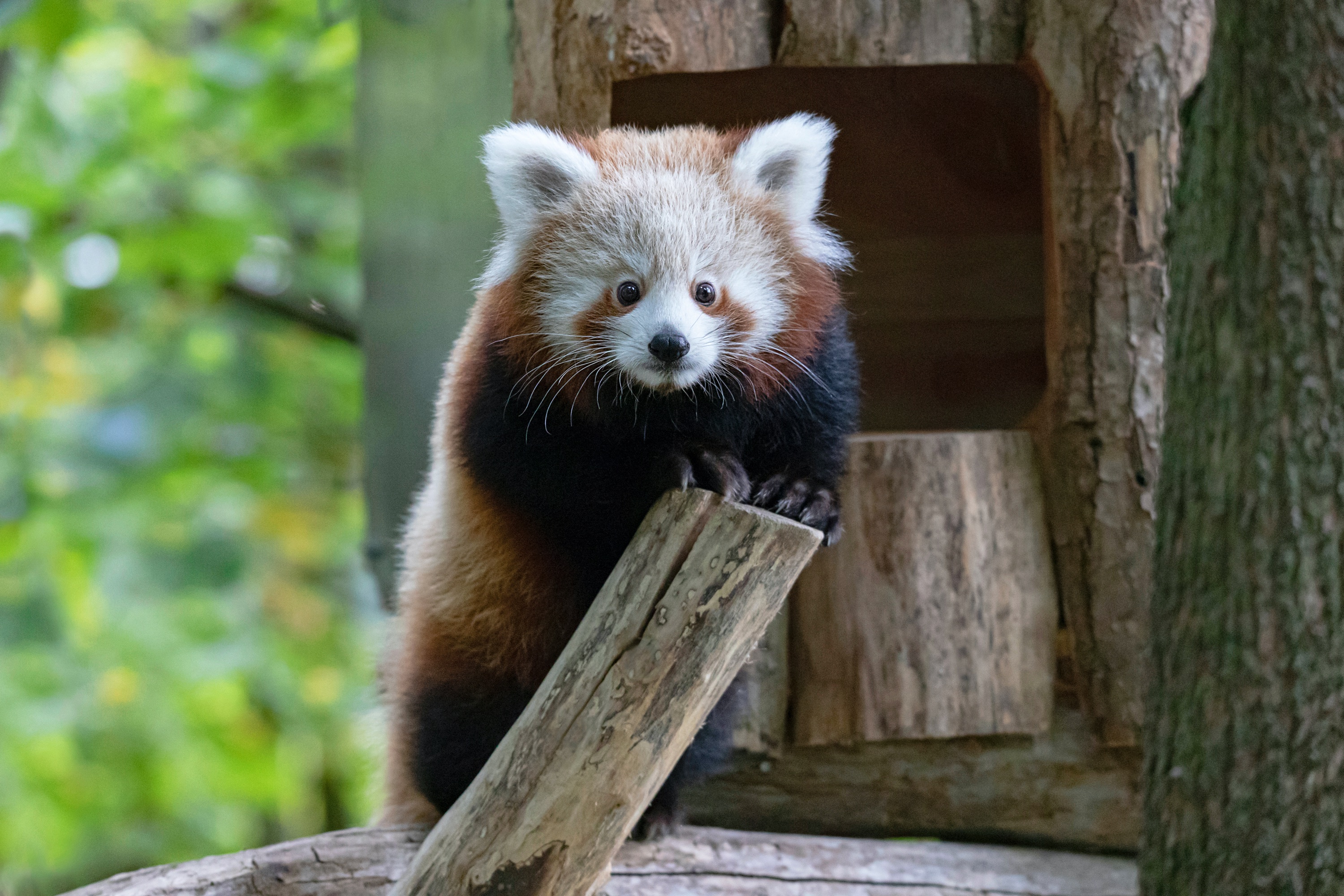 Tierpark 04.10.2020 108 A