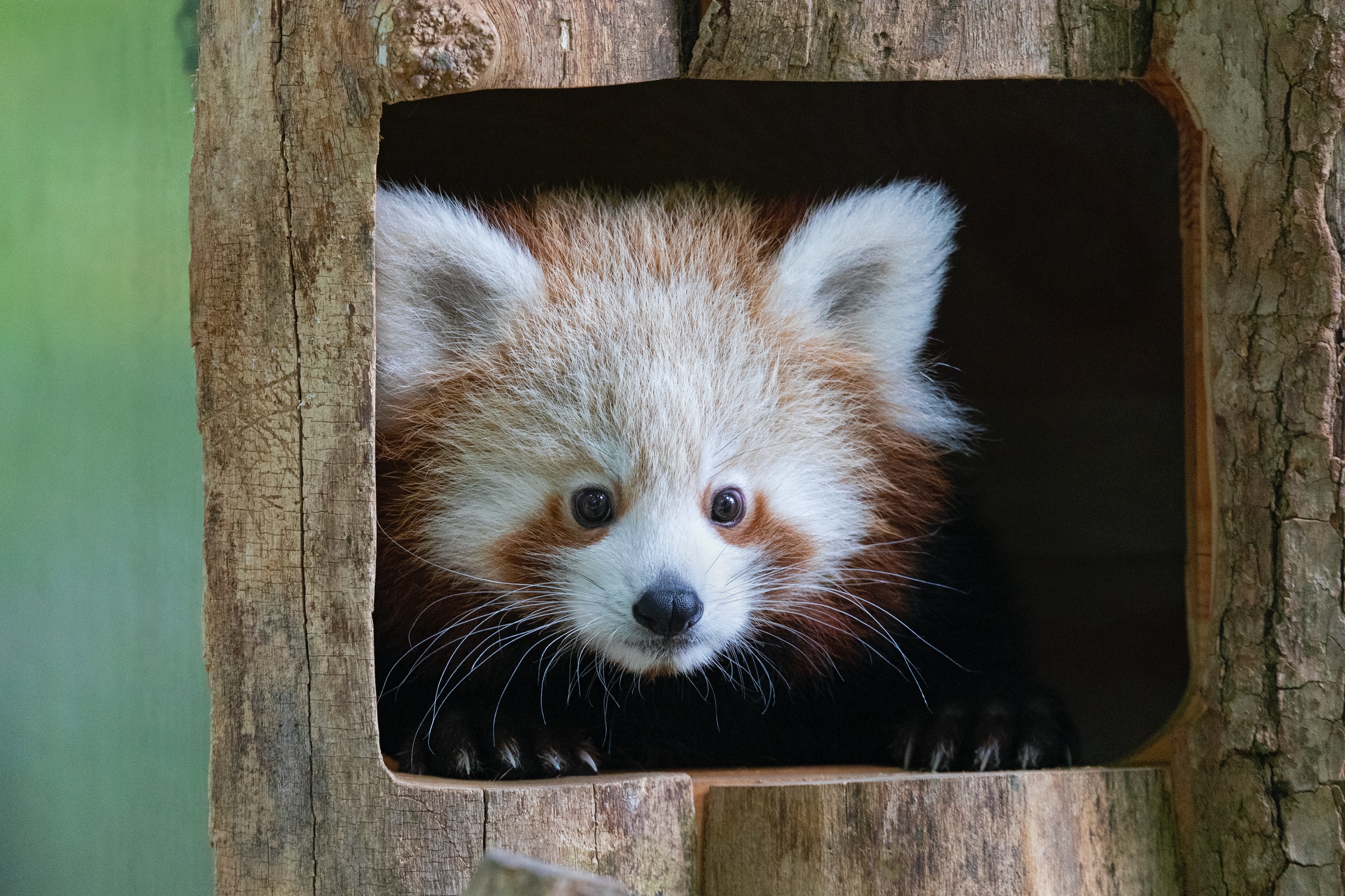 Tierpark 04.10.2020 131