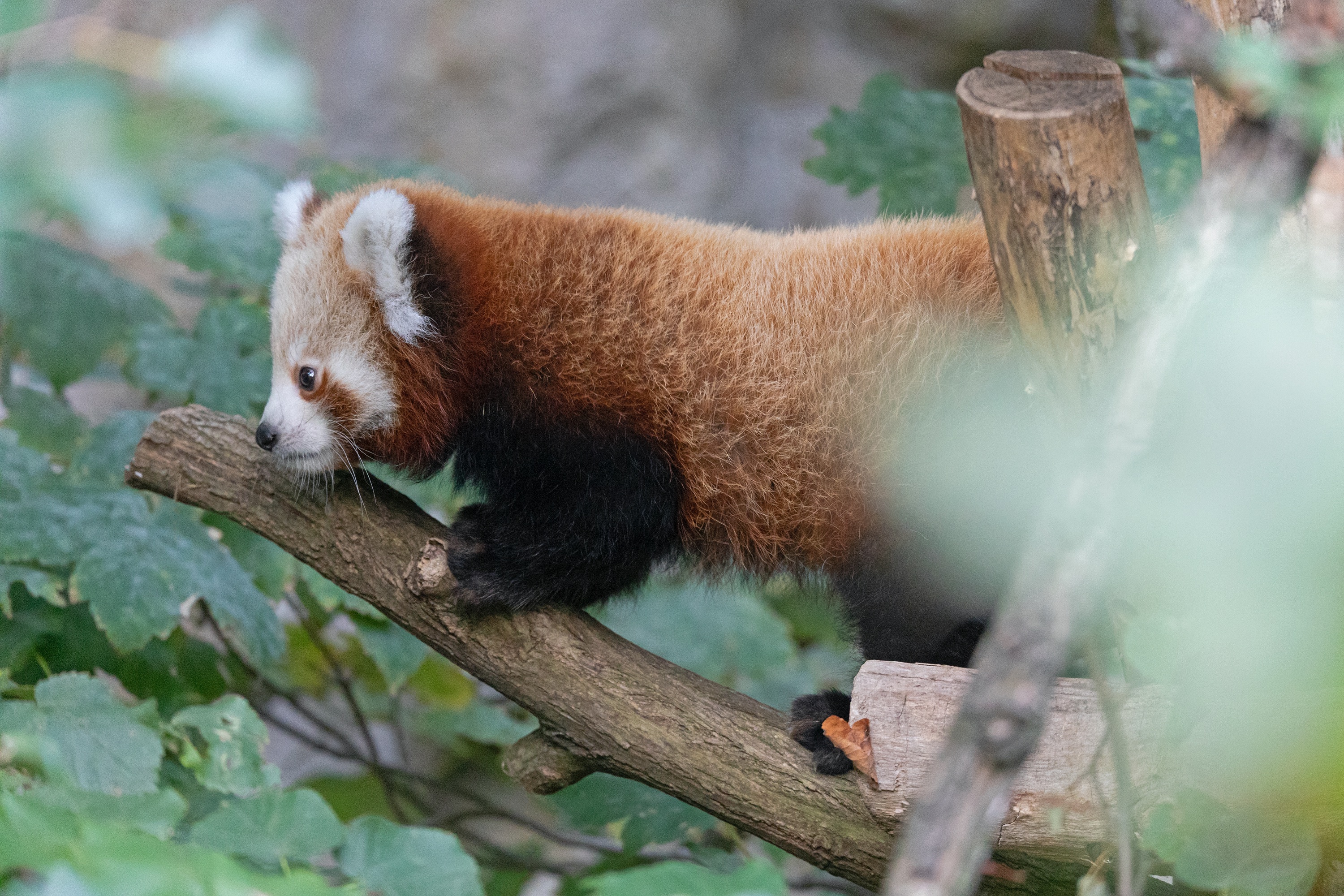 Tierpark 04.10.2020 154