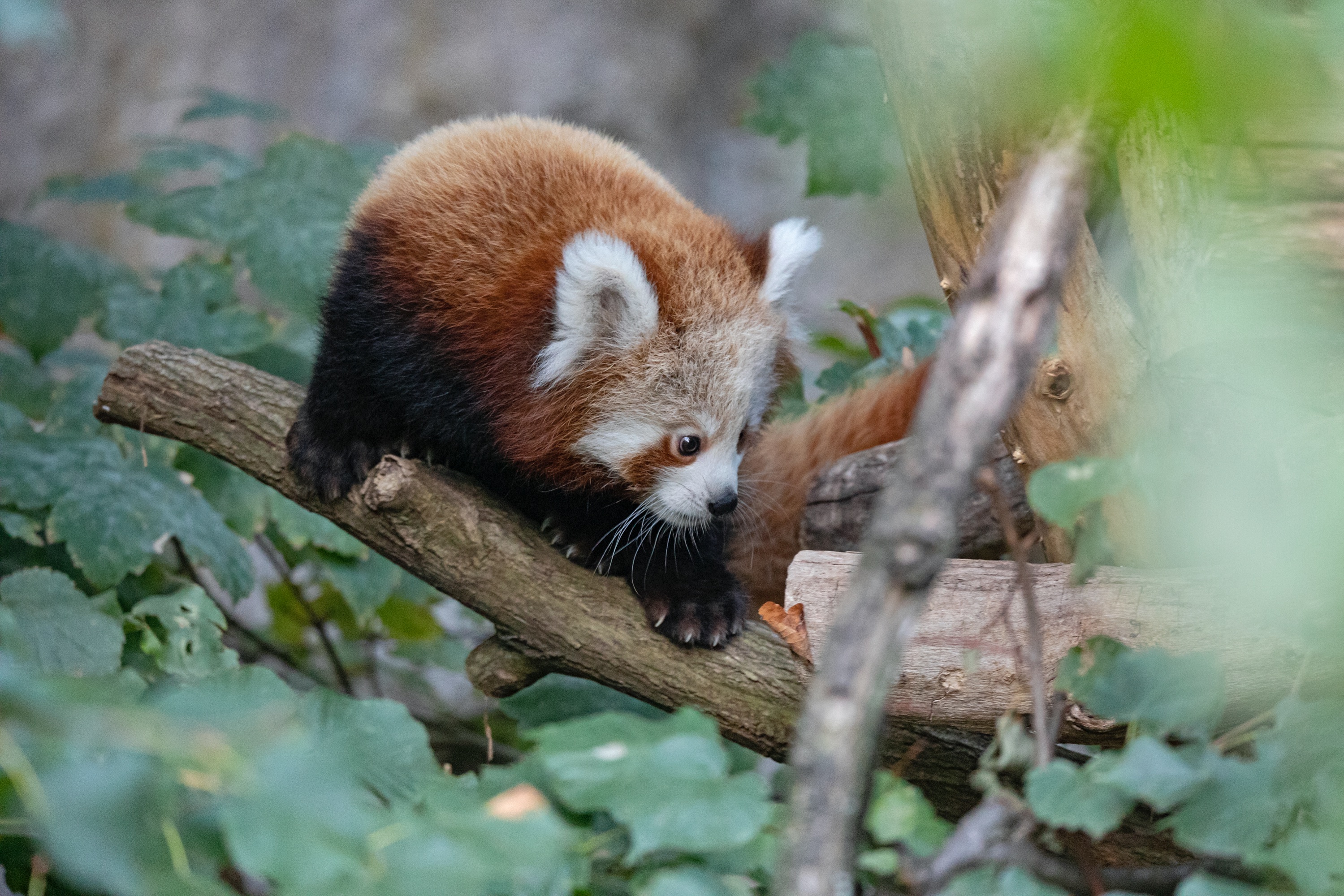 Tierpark 04.10.2020 155