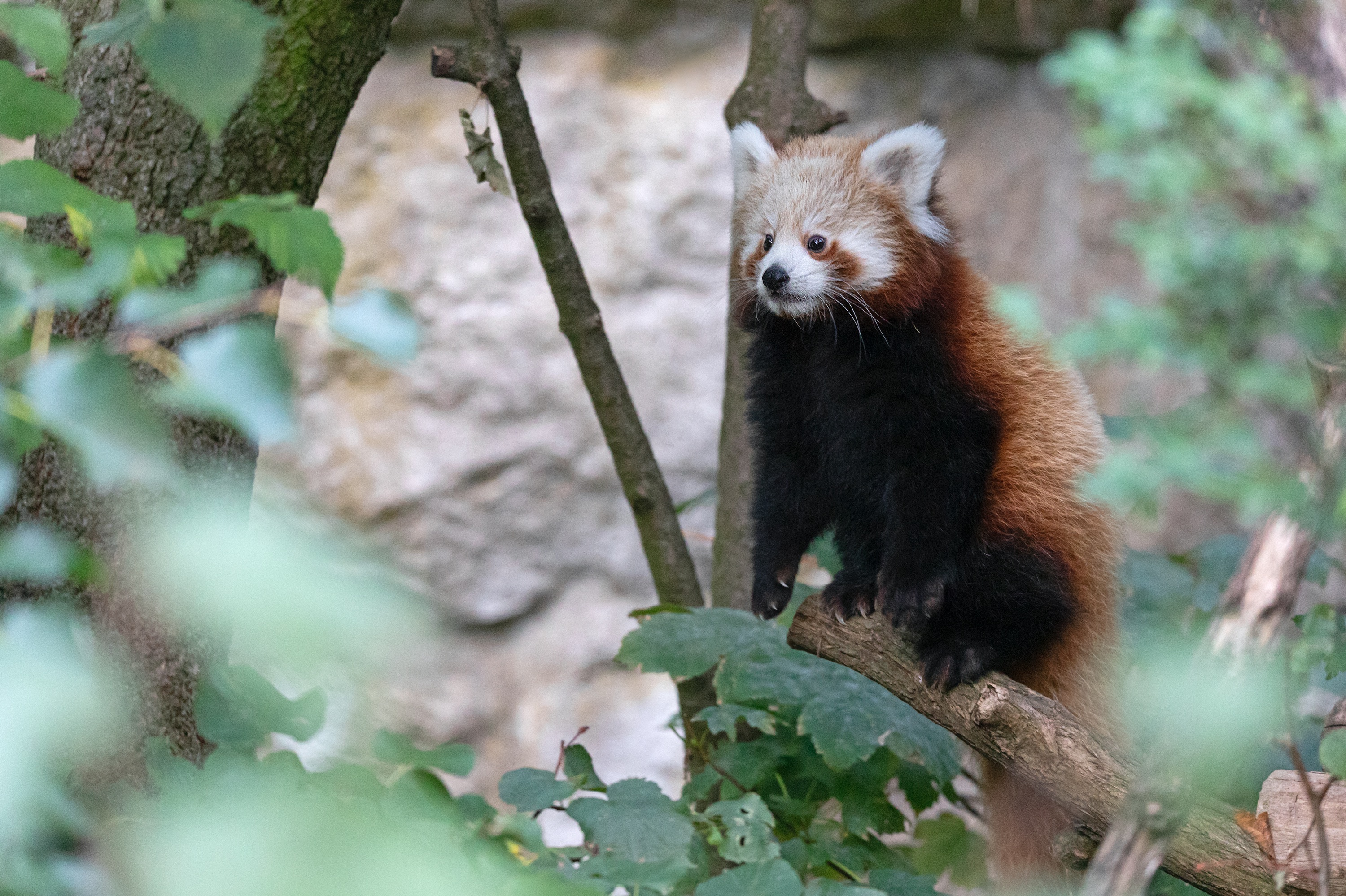 Tierpark 04.10.2020 157