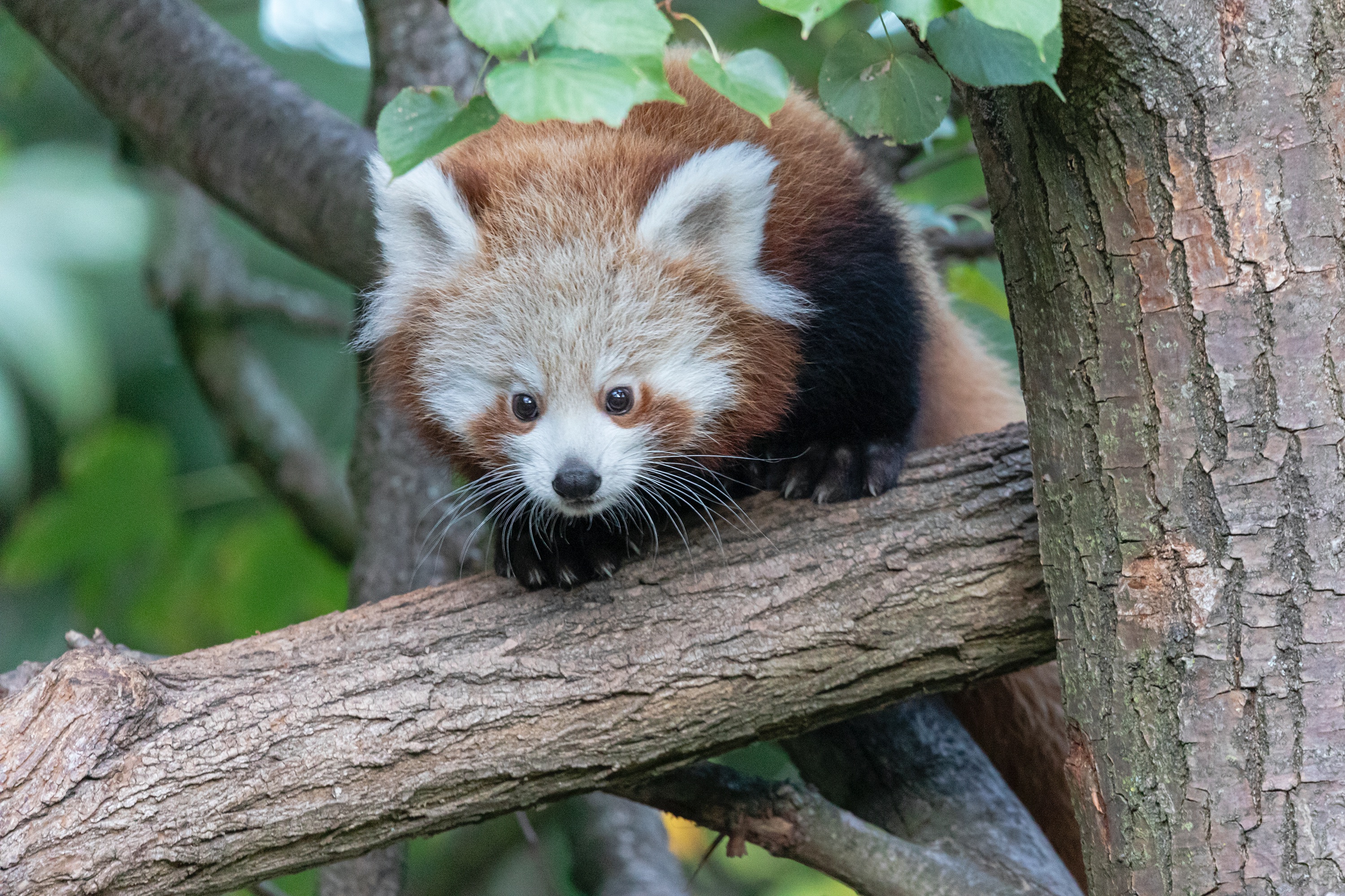 Tierpark 04.10.2020 160