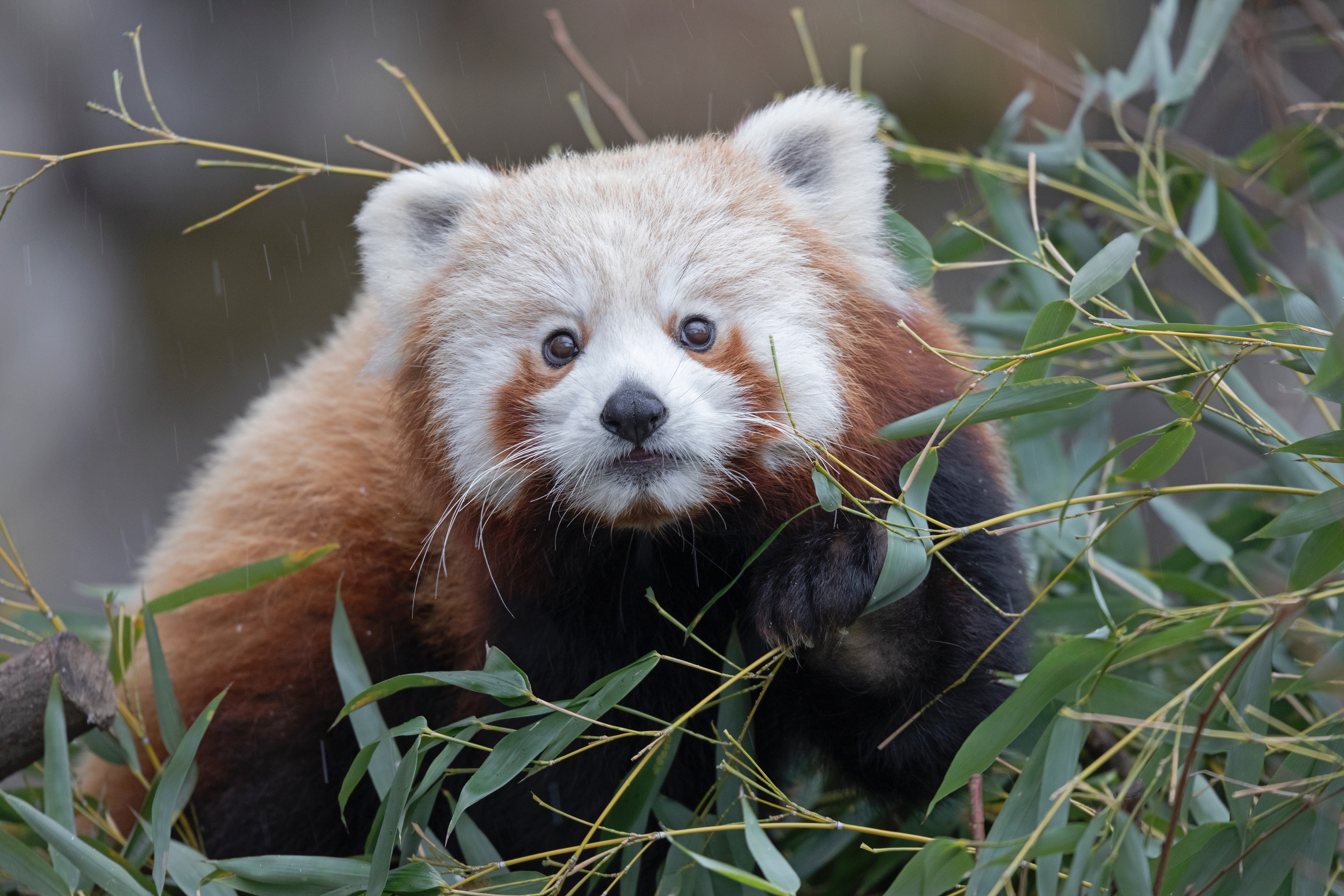 Tierpark 06.03.2021 095