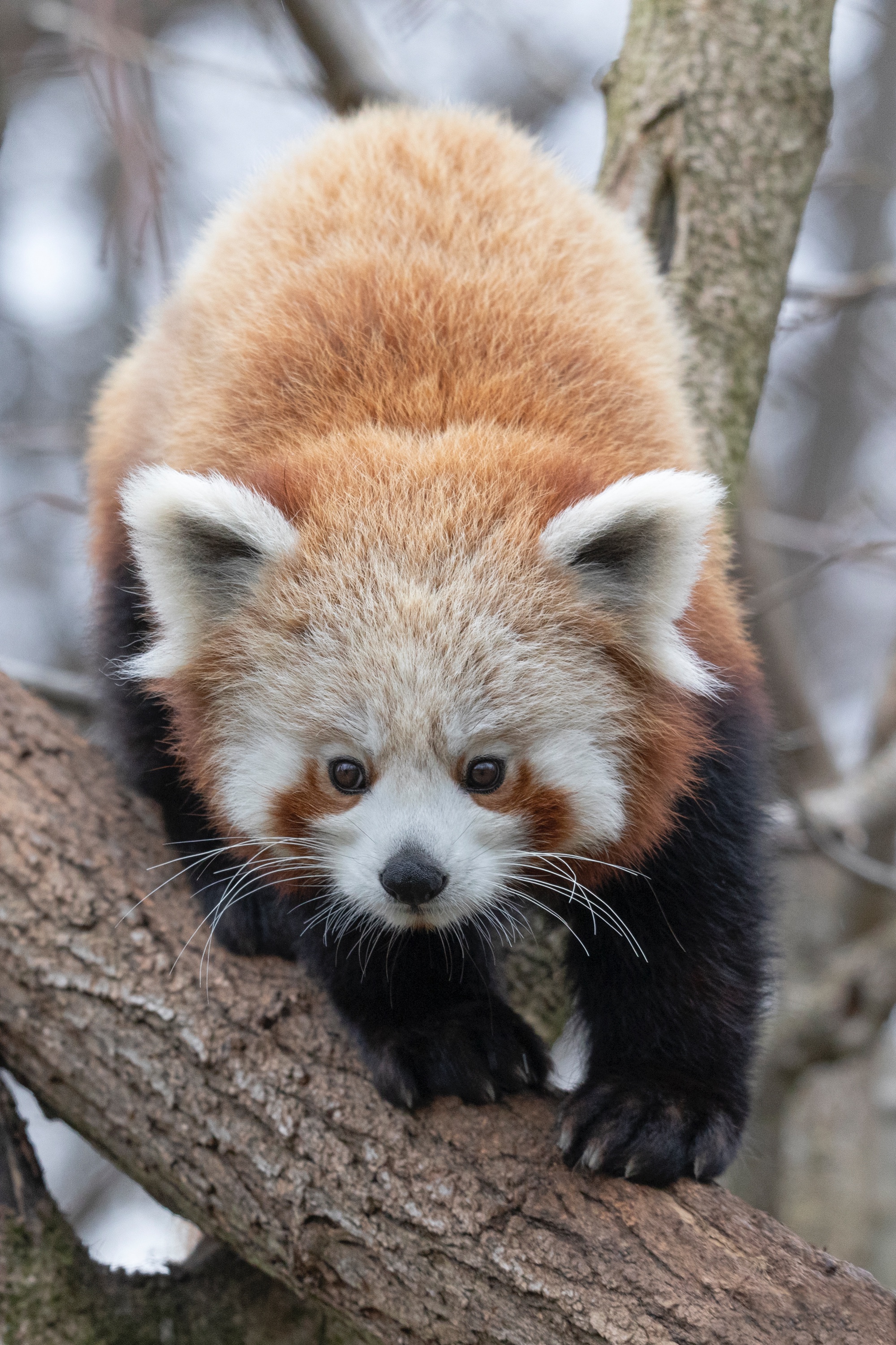 Tierpark 06.03.2021 152