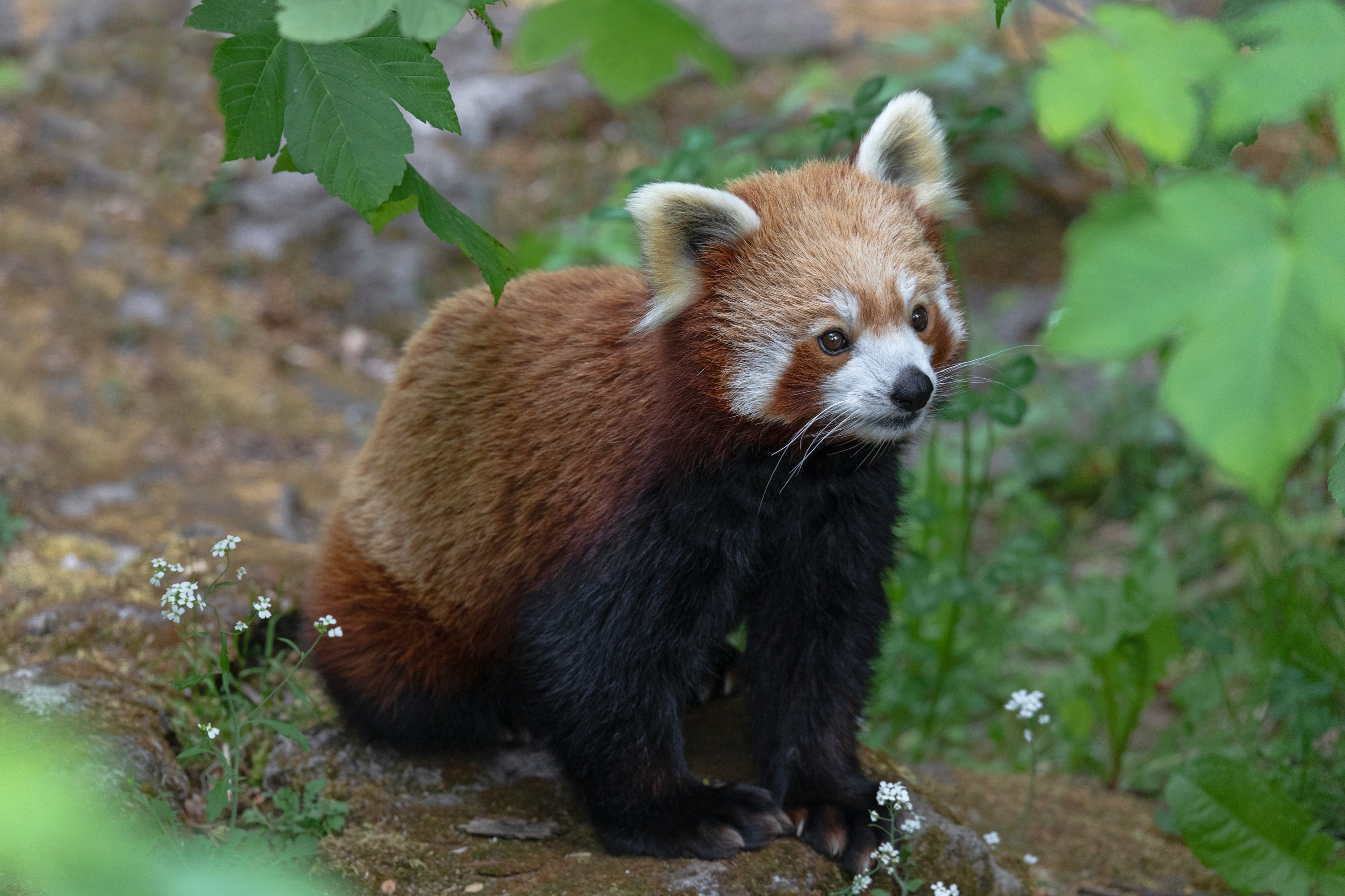 Tierpark 22.05.2020 015