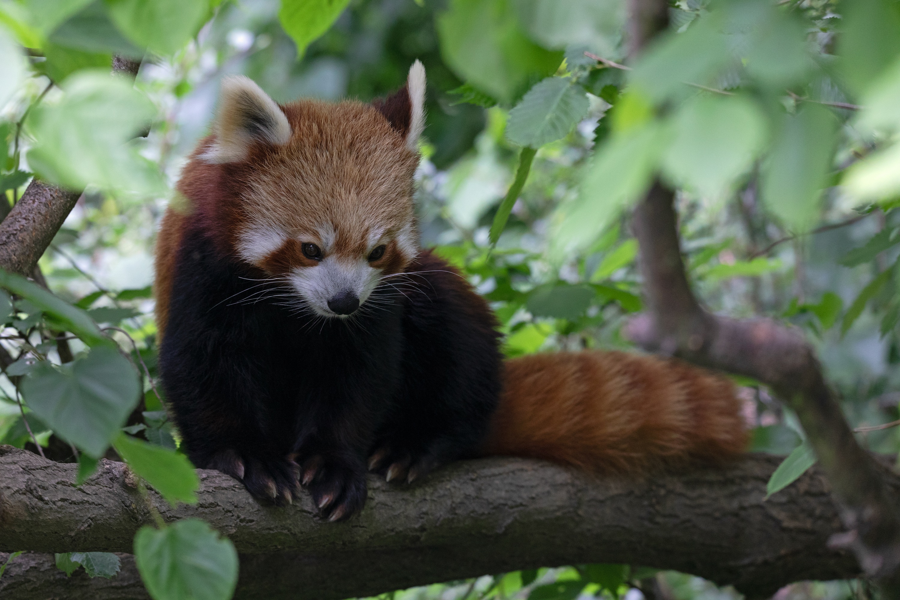 Tierpark 22.05.2020 030