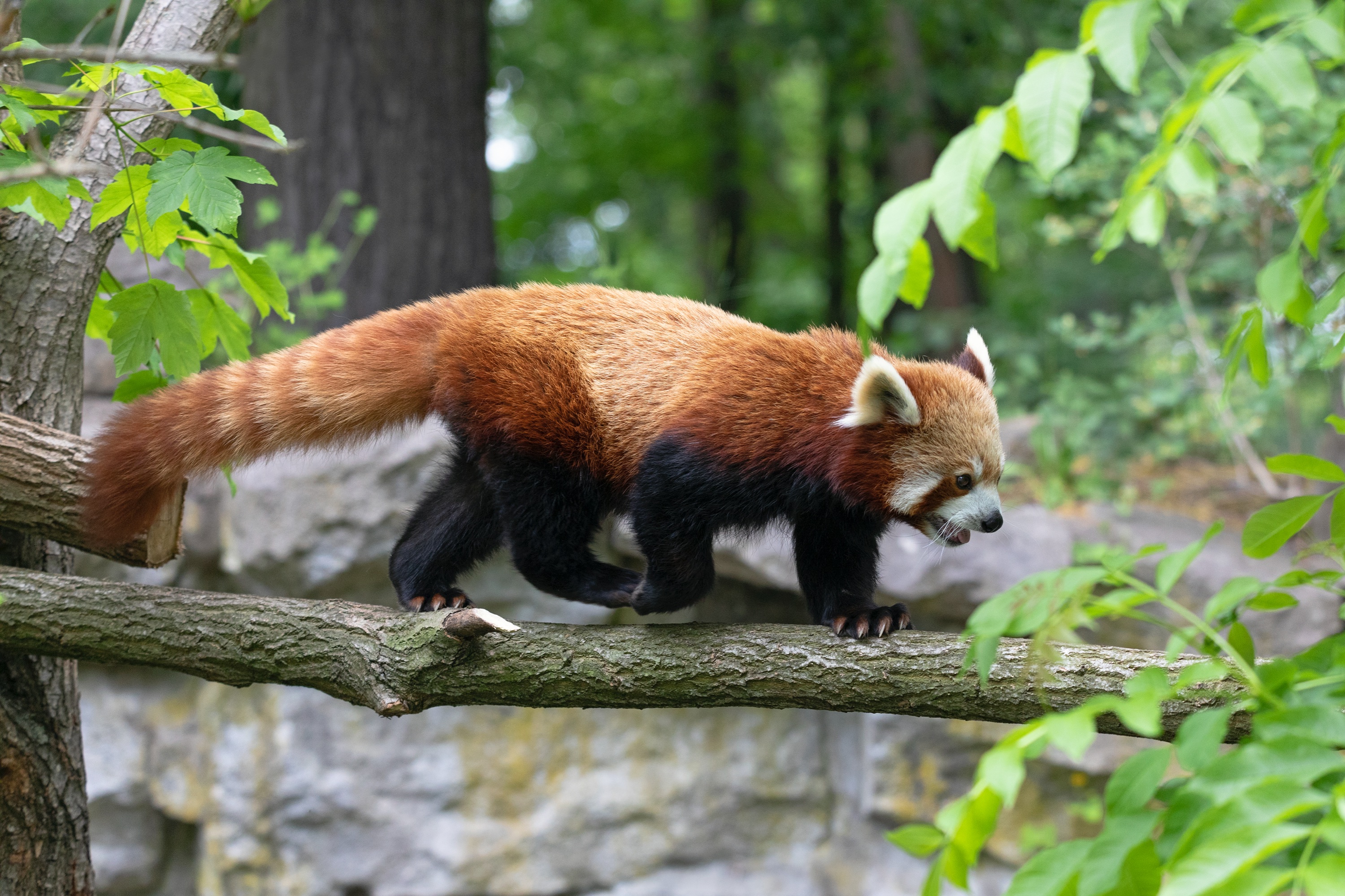 Tierpark 22.05.2020 031