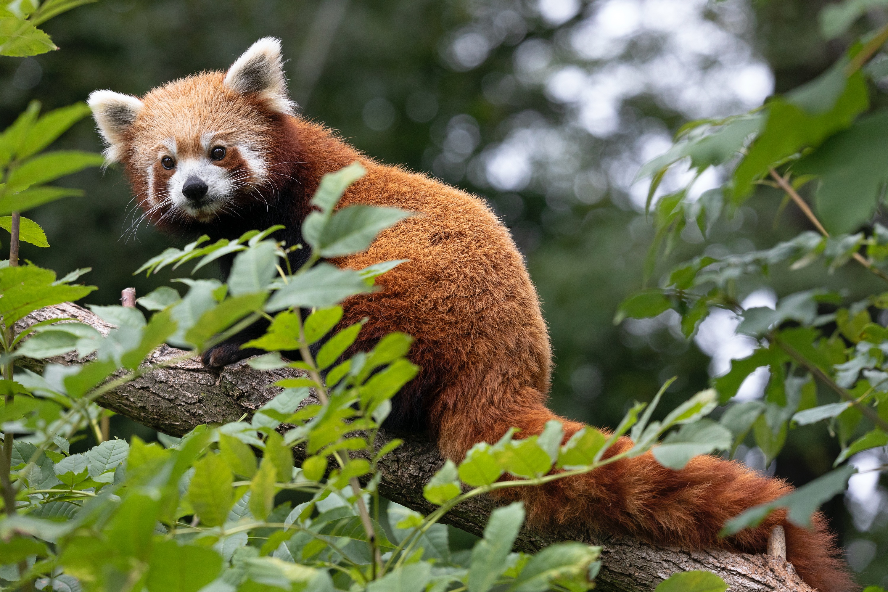 Tierpark 27.09.2020 030